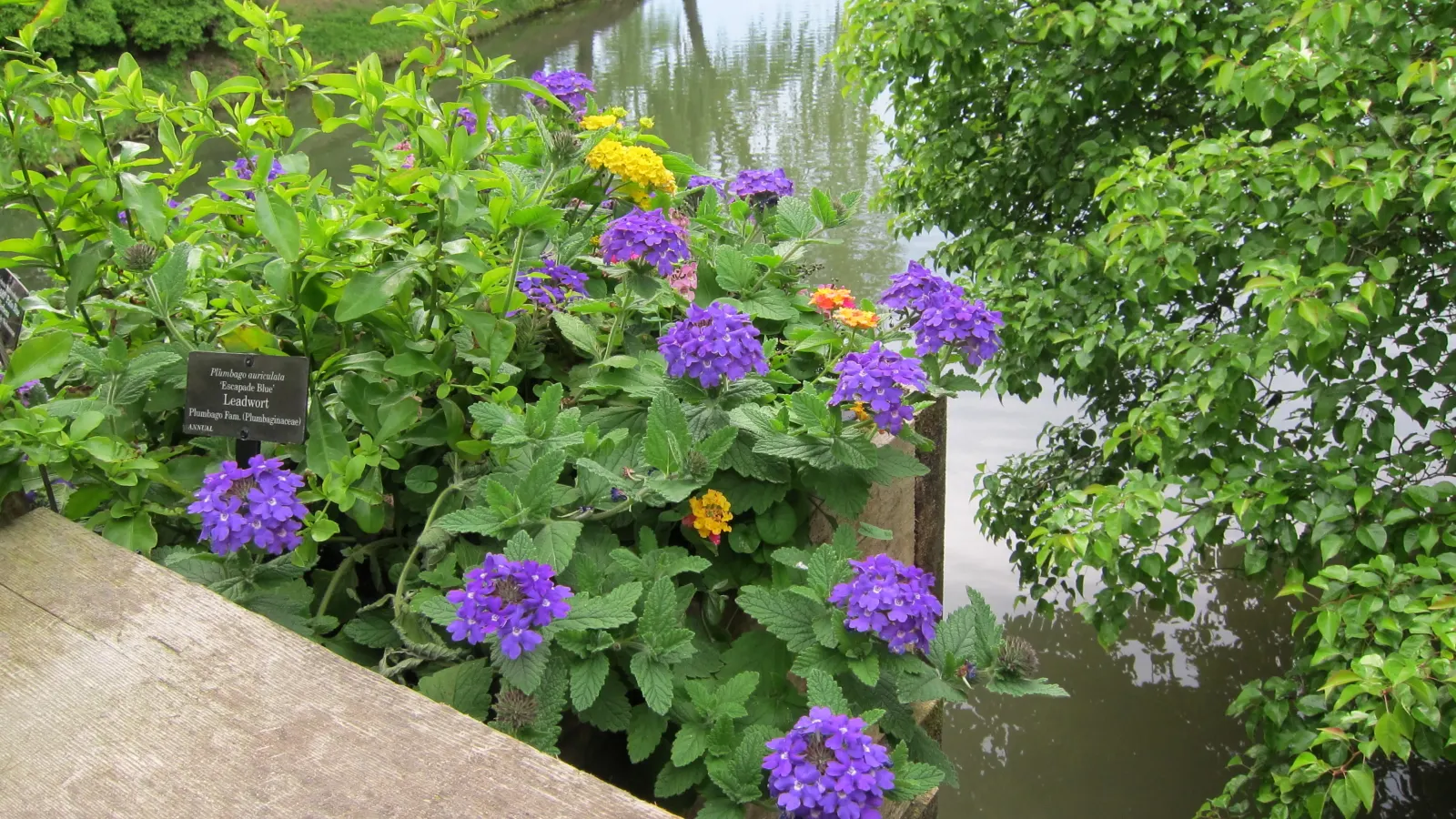 Luscious Berry Blend Lantana (Lantana Camara 'Luscious Berry Blend') — perennial shrub known for its clusters of pink