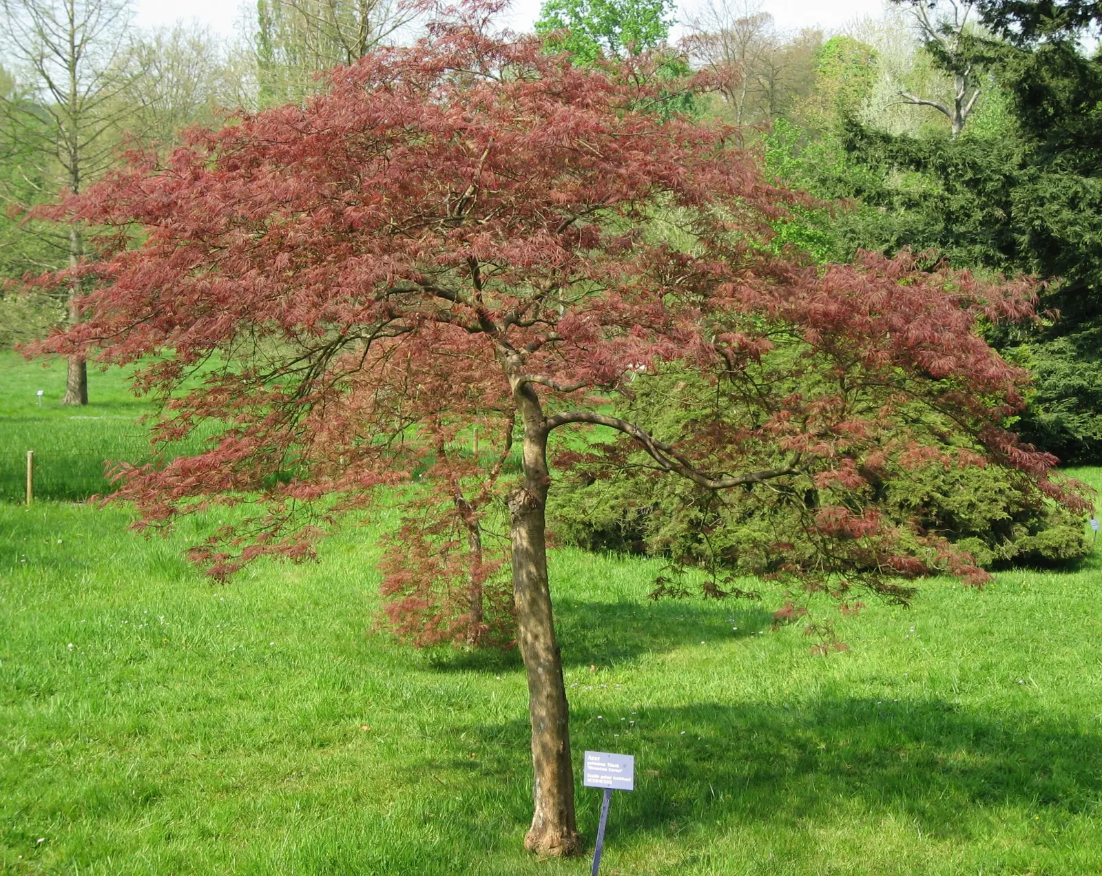 Garnet Japanese Maple (Acer Palmatum 'Dissectum Garnet') — This deciduous shrub matures to approximately 6-8 feet tall with a comparable spread, offering a