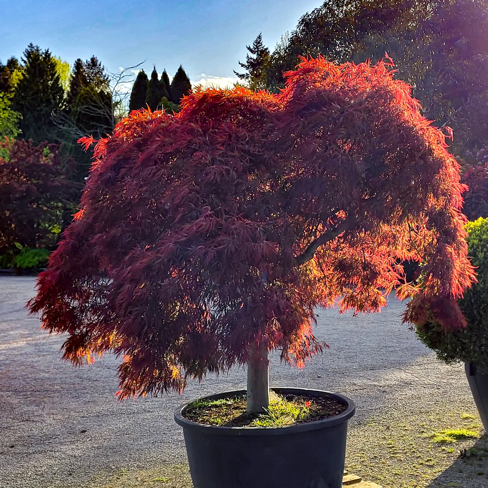 Garnet Japanese Maple (Acer Palmatum 'Dissectum Garnet') — The Acer palmatum 'Dissectum Garnet' is a captivating Japanese Maple esteemed for its deep red