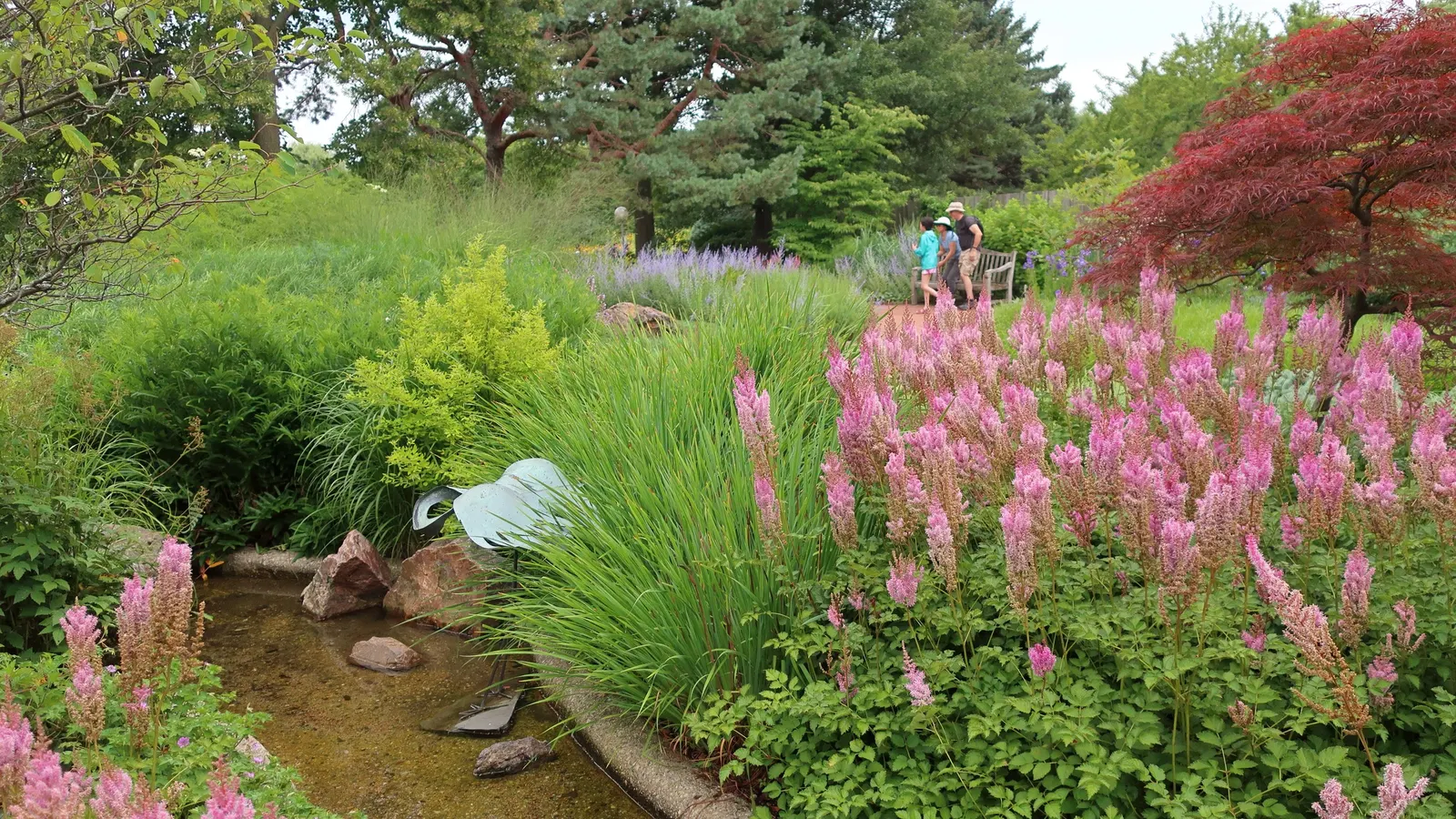Garnet Japanese Maple (Acer Palmatum 'Dissectum Garnet') — Garnet is a superb specimen for adding texture and dramatic color to any landscape design