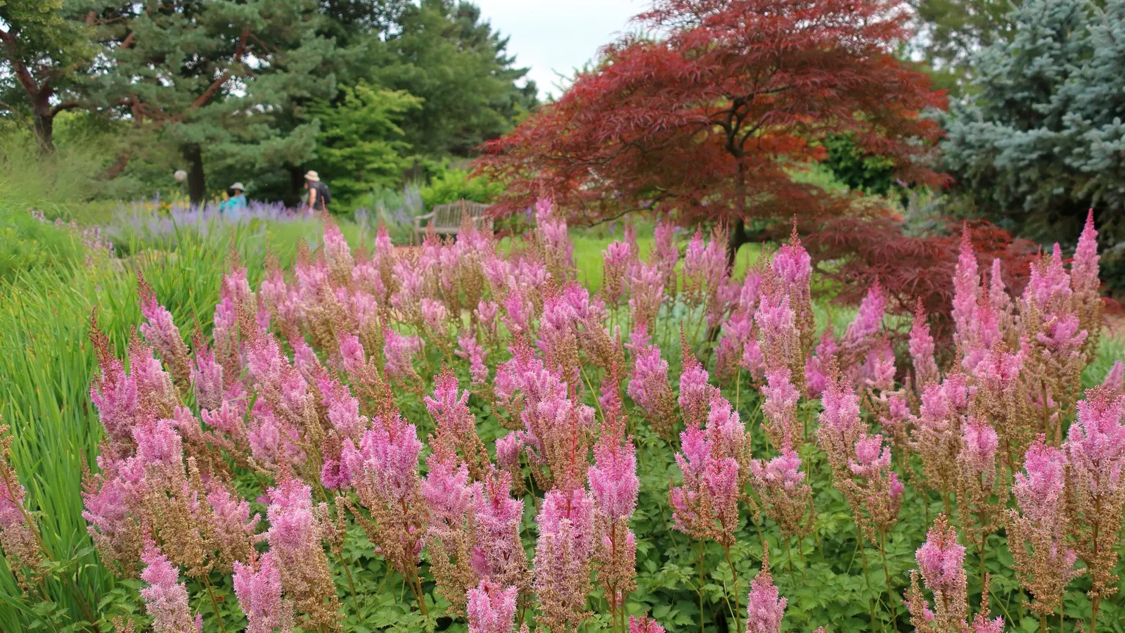 Garnet Japanese Maple (Acer Palmatum 'Dissectum Garnet') — It thrives in partial to full sun and requires well-draining soil