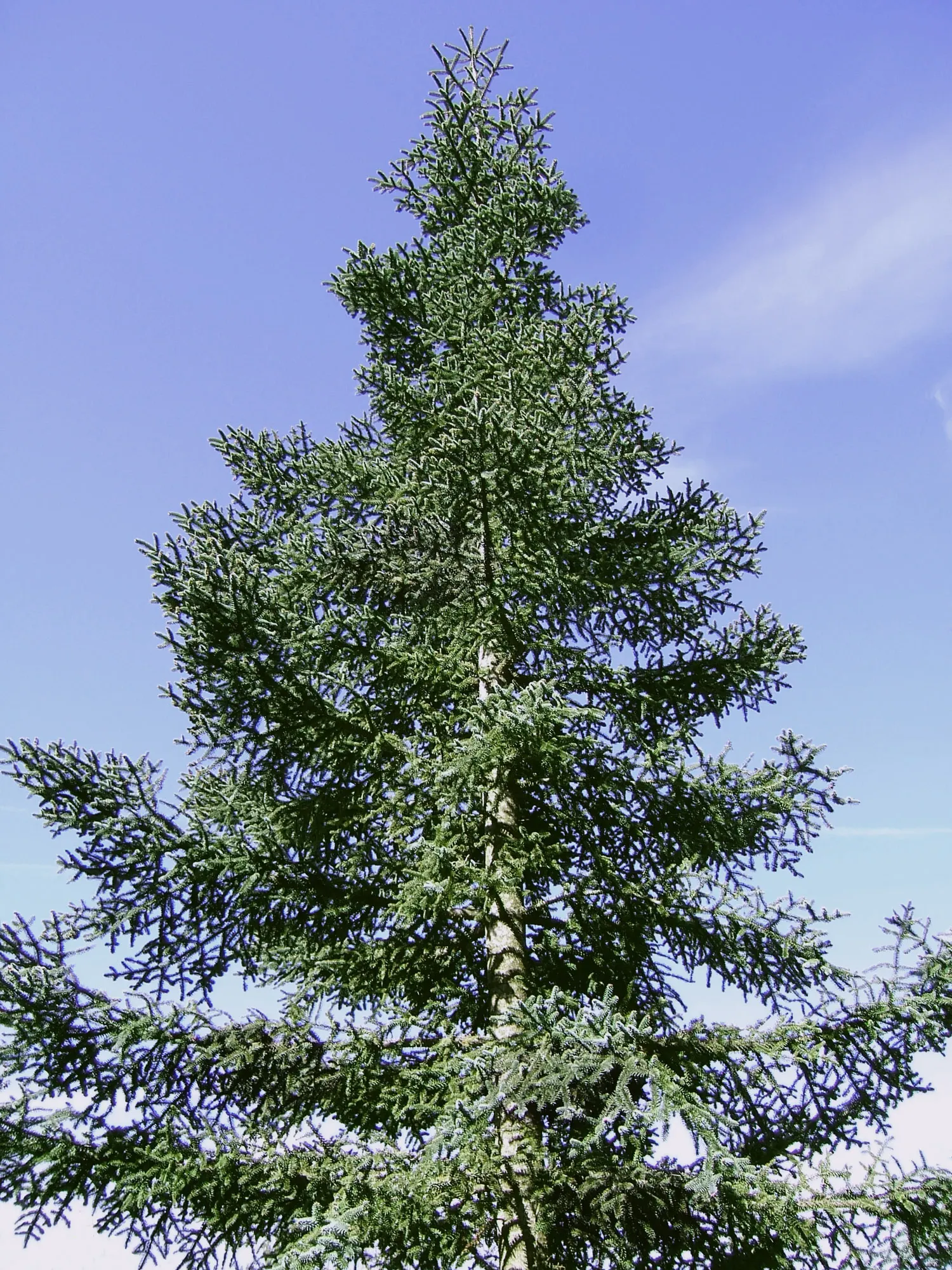Blue Noble Fir (Abies Procera 'Glauca') — Its dense foliage offers excellent privacy and wind protection