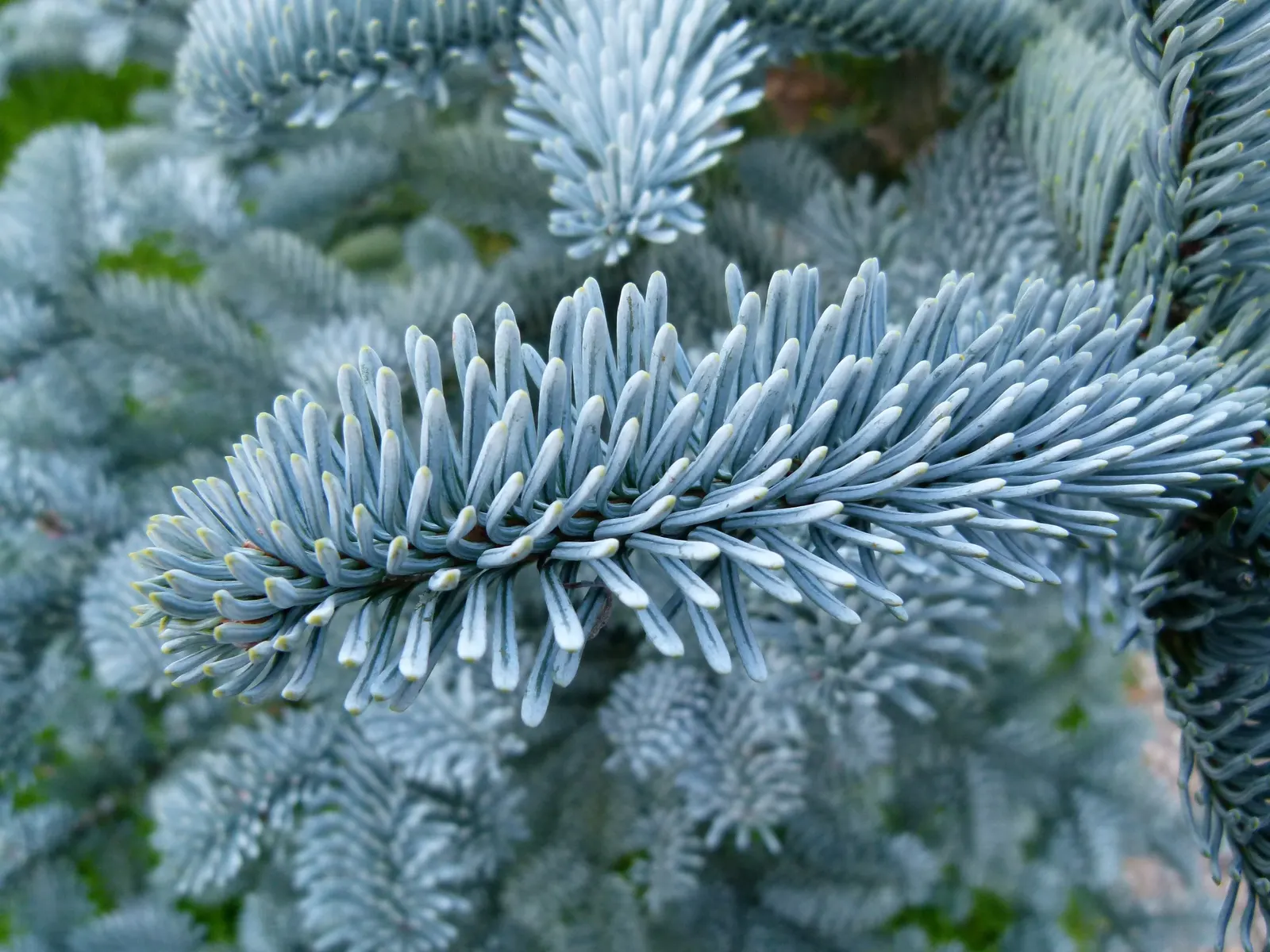 Blue Noble Fir (Abies Procera 'Glauca') — powdery-blue needles and a uniform conical shape