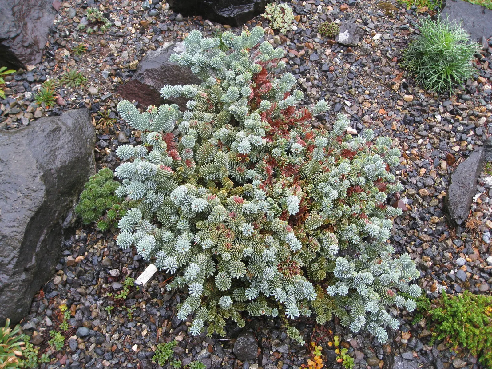 Blue Noble Fir (Abies Procera 'Glauca') — A treasured addition to any landscape