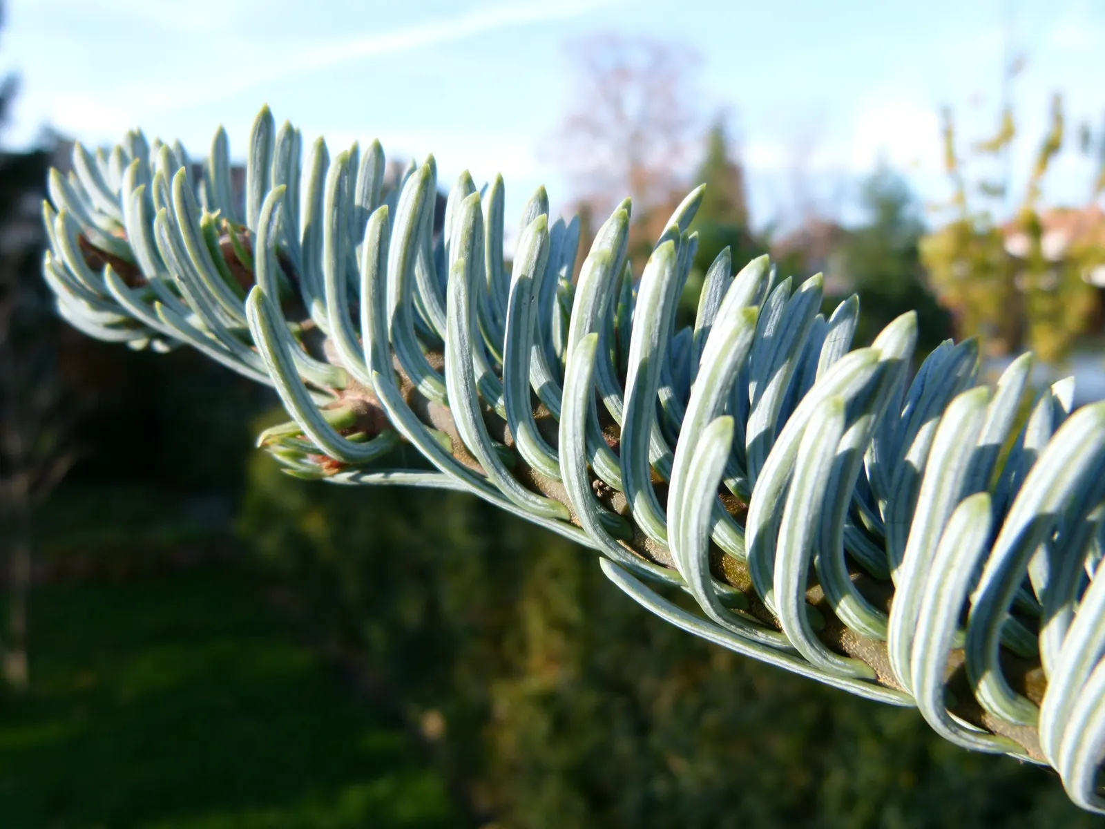 Blue Noble Fir (Abies Procera 'Glauca') — This specimen typically reaches heights of 50-70 feet and spreads up to 20 feet wide
