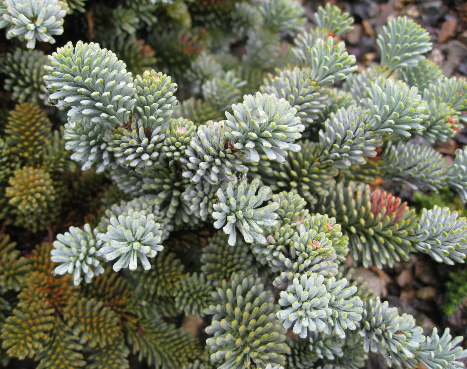Blue Noble Fir (Abies Procera 'Glauca') — Tolerant of a range of soils, it prefers full sun and zones 4-6