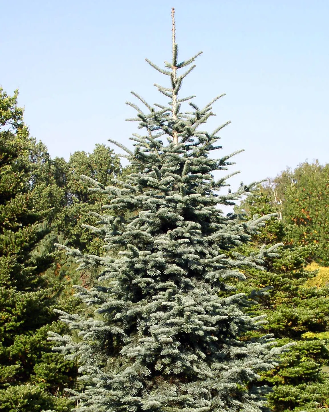 Blue Noble Fir (Abies Procera 'Glauca') — Its robust stature makes it ideal for focal points in large spaces