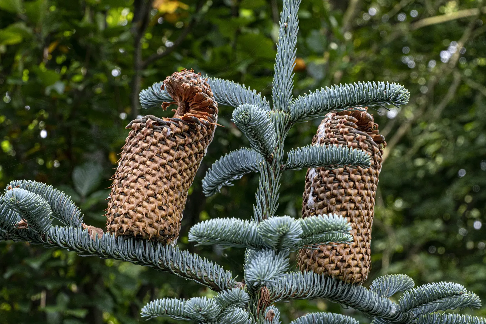 Blue Noble Fir (Abies Procera 'Glauca') — is a majestic evergreen with striking
