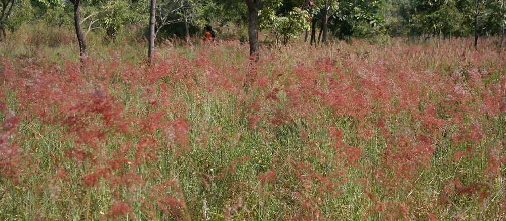 Ruby Grass (Melinis Nerviglumis) — consider mass plantings for a striking effect or using it as a border plant where its color can be admired
