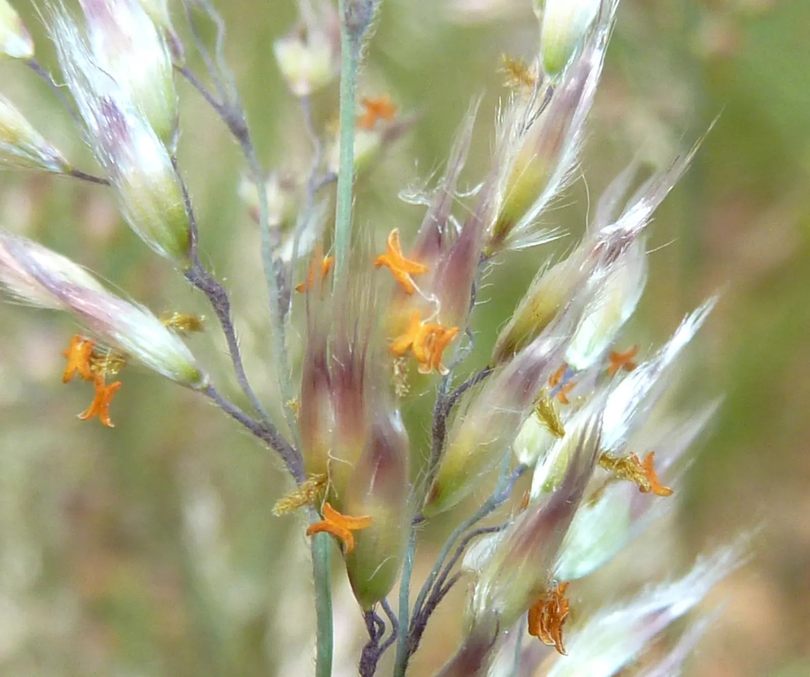 Ruby Grass (Melinis Nerviglumis) — feathery panicles and stunning reddish-pink hues