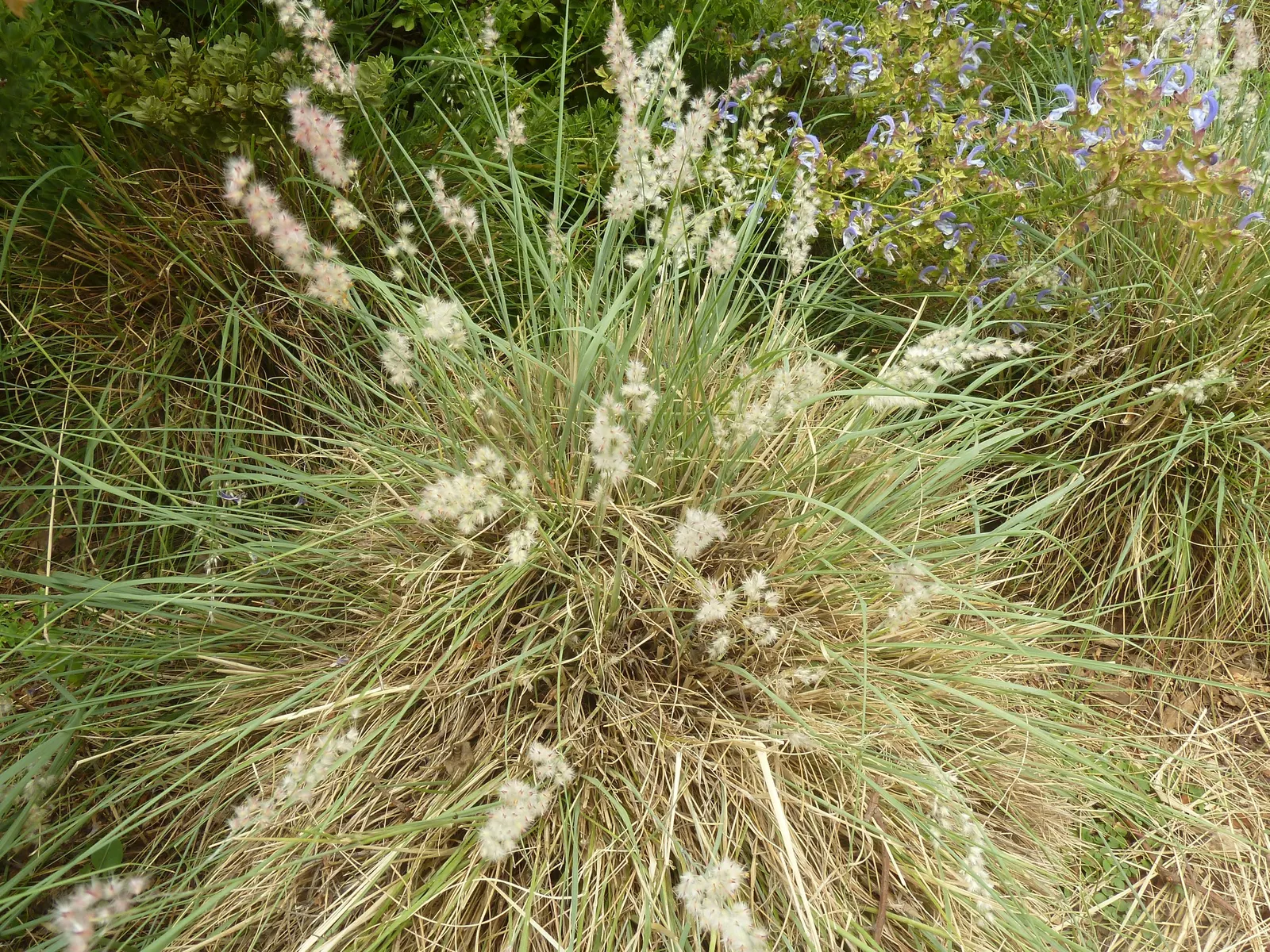 Ruby Grass (Melinis Nerviglumis) — reaching a height of 18-24 inches; providing exceptional visual interest through the fall.<br><br>Ideal for USDA hardiness