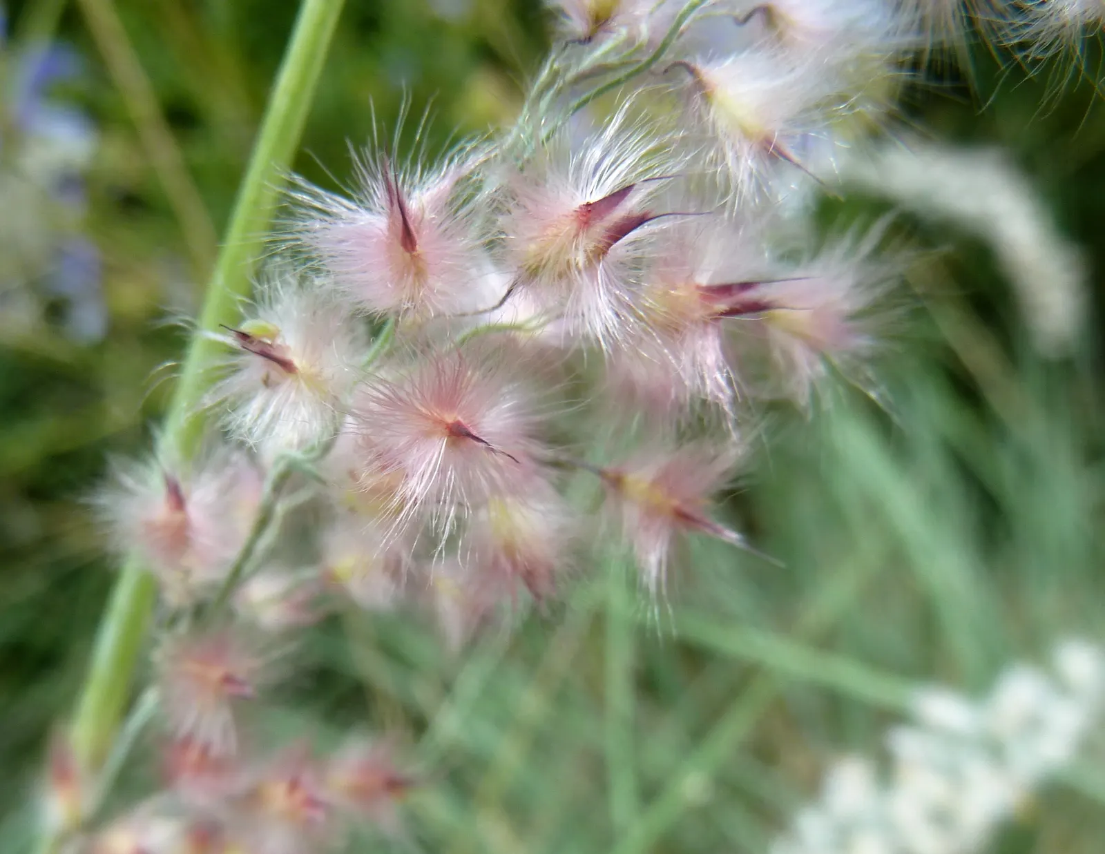 Ruby Grass (Melinis Nerviglumis) — offering a summer-to-fall display
