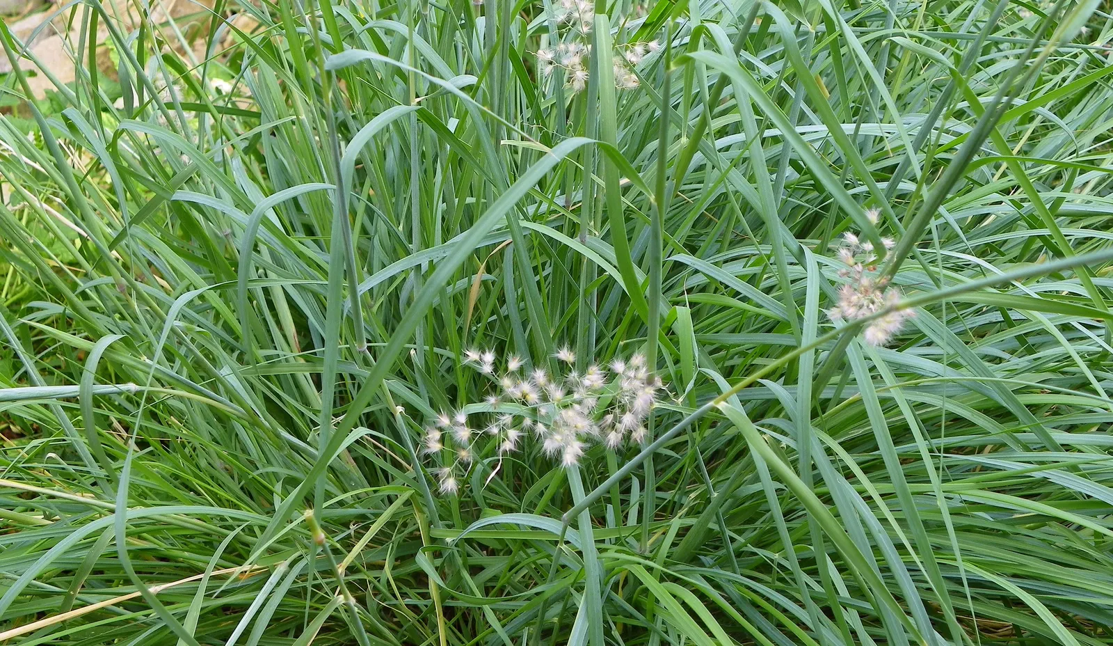 Ruby Grass (Melinis Nerviglumis) — Its non-invasive nature ensures that it adds beauty without overpowering other garden elements