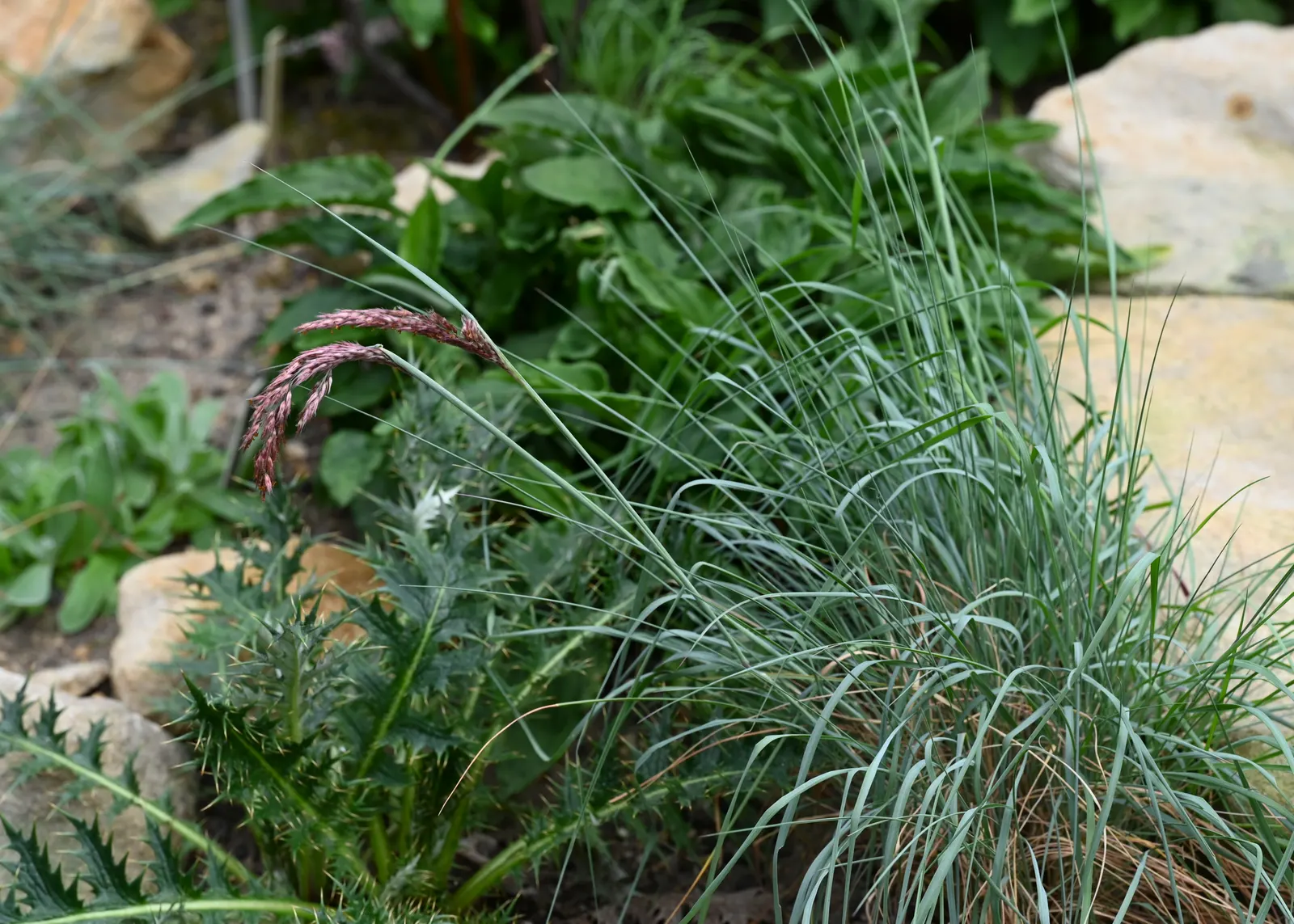Ruby Grass (Melinis Nerviglumis) — thrives in full sun and well-drained soil