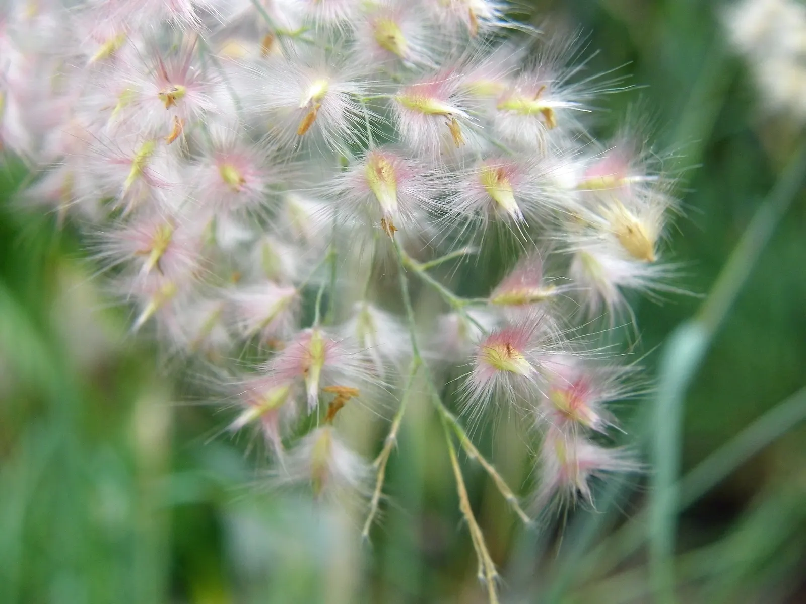 Ruby Grass (Melinis Nerviglumis) — Ruby Grass forms elegant clumps of fine-textured