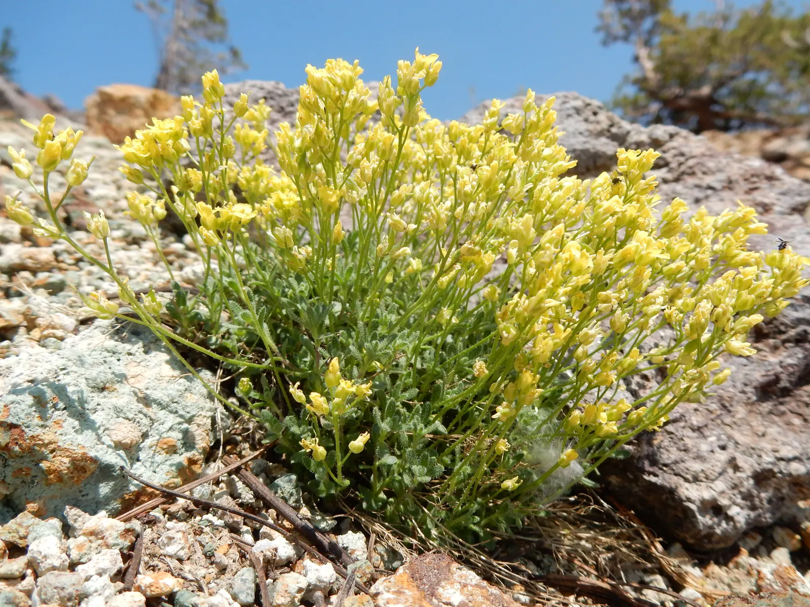 Ruby Grass (Melinis Nerviglumis) — it produces airy plumes that rise above the foliage