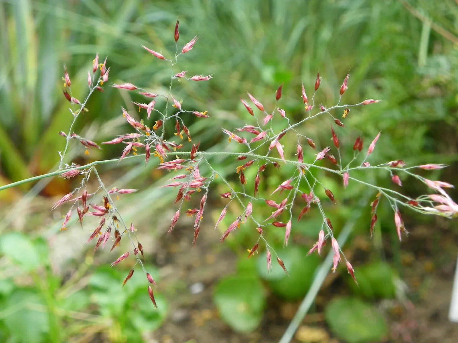 Ruby Grass (Melinis Nerviglumis) — It prefers well-draining soil and exhibits drought resistance once established