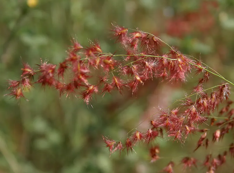 Ruby Grass (Melinis Nerviglumis) — starting out silvery-pink and transitioning to a ruby red as they mature