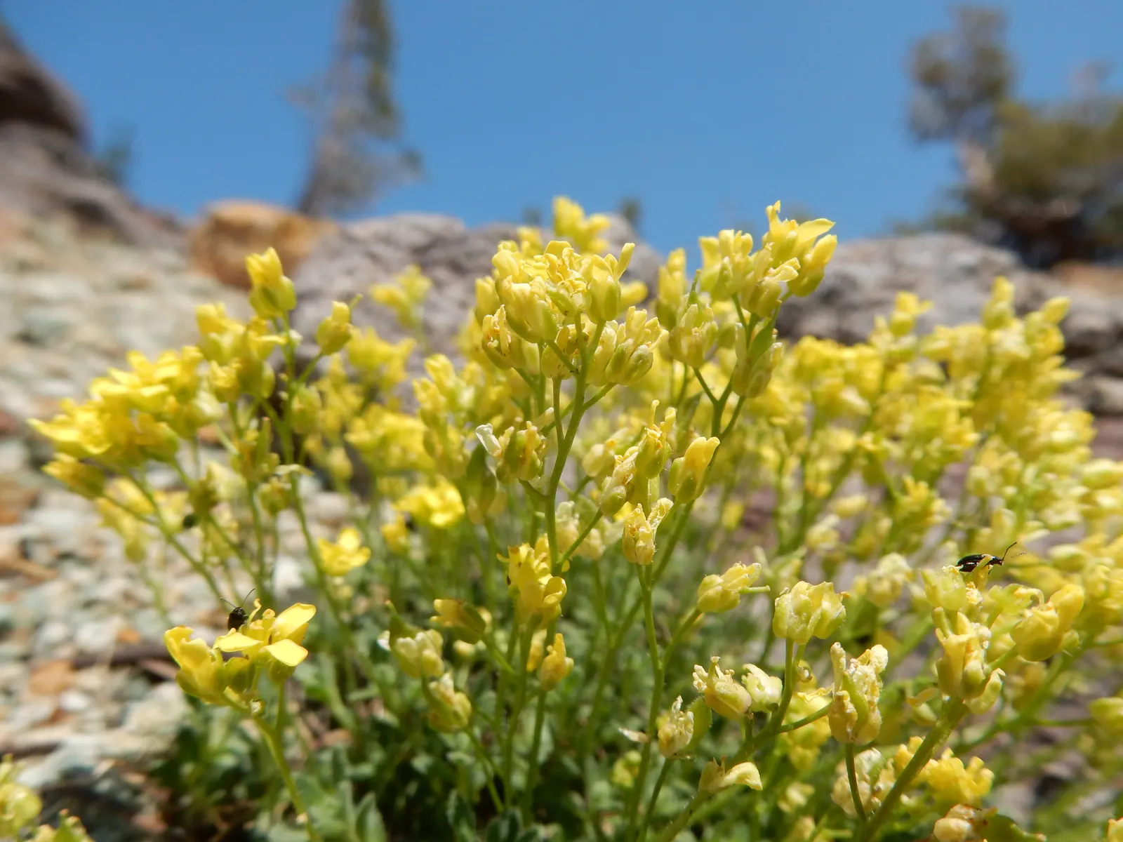 Ruby Grass (Melinis Nerviglumis) — the grass takes on a more muted