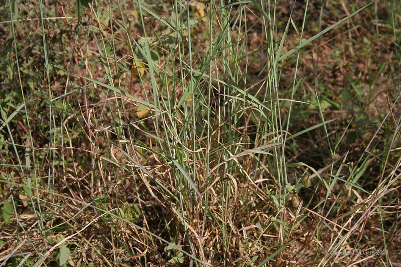 Ruby Grass (Melinis Nerviglumis) — It's also suitable for container gardening