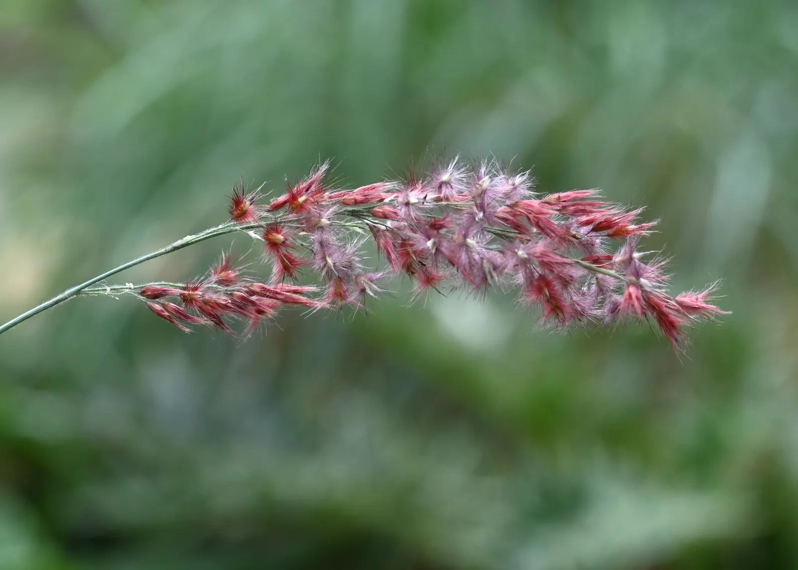 Ruby Grass (Melinis Nerviglumis) — while its structure offers shelter