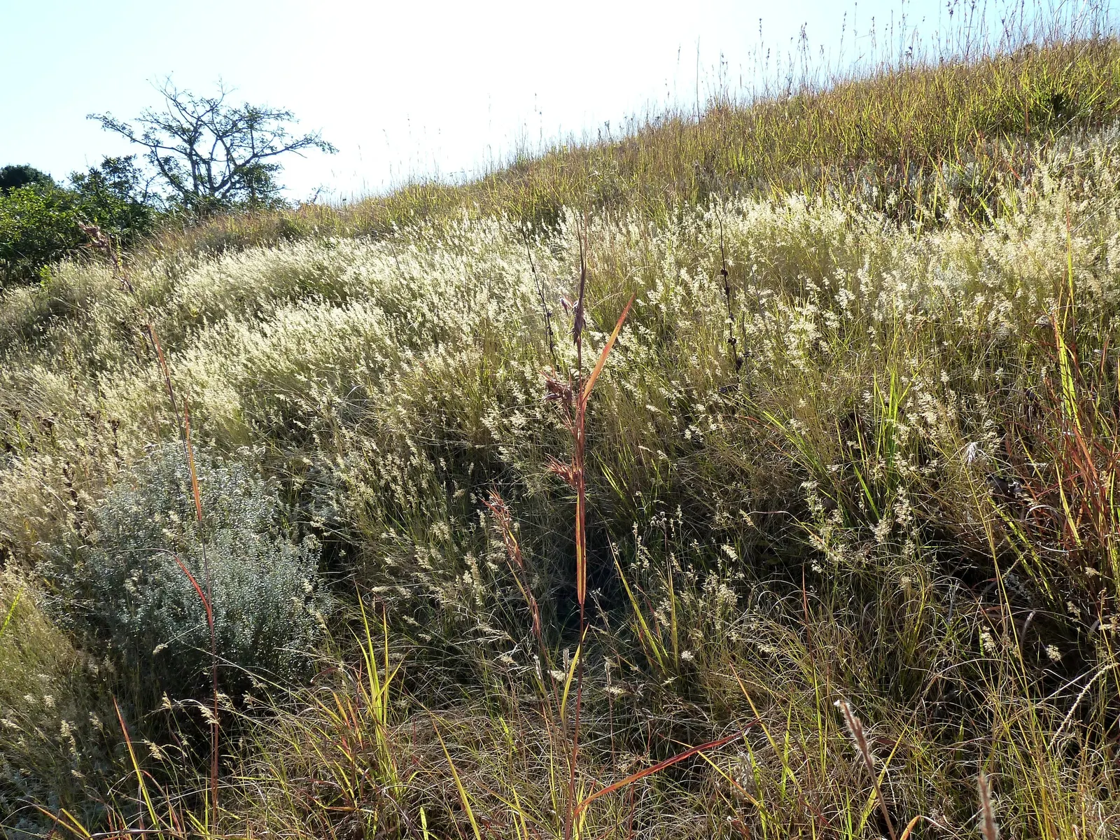 Ruby Grass (Melinis Nerviglumis) — Ruby Grass's striking texture and color add a touch of whimsy to any landscape