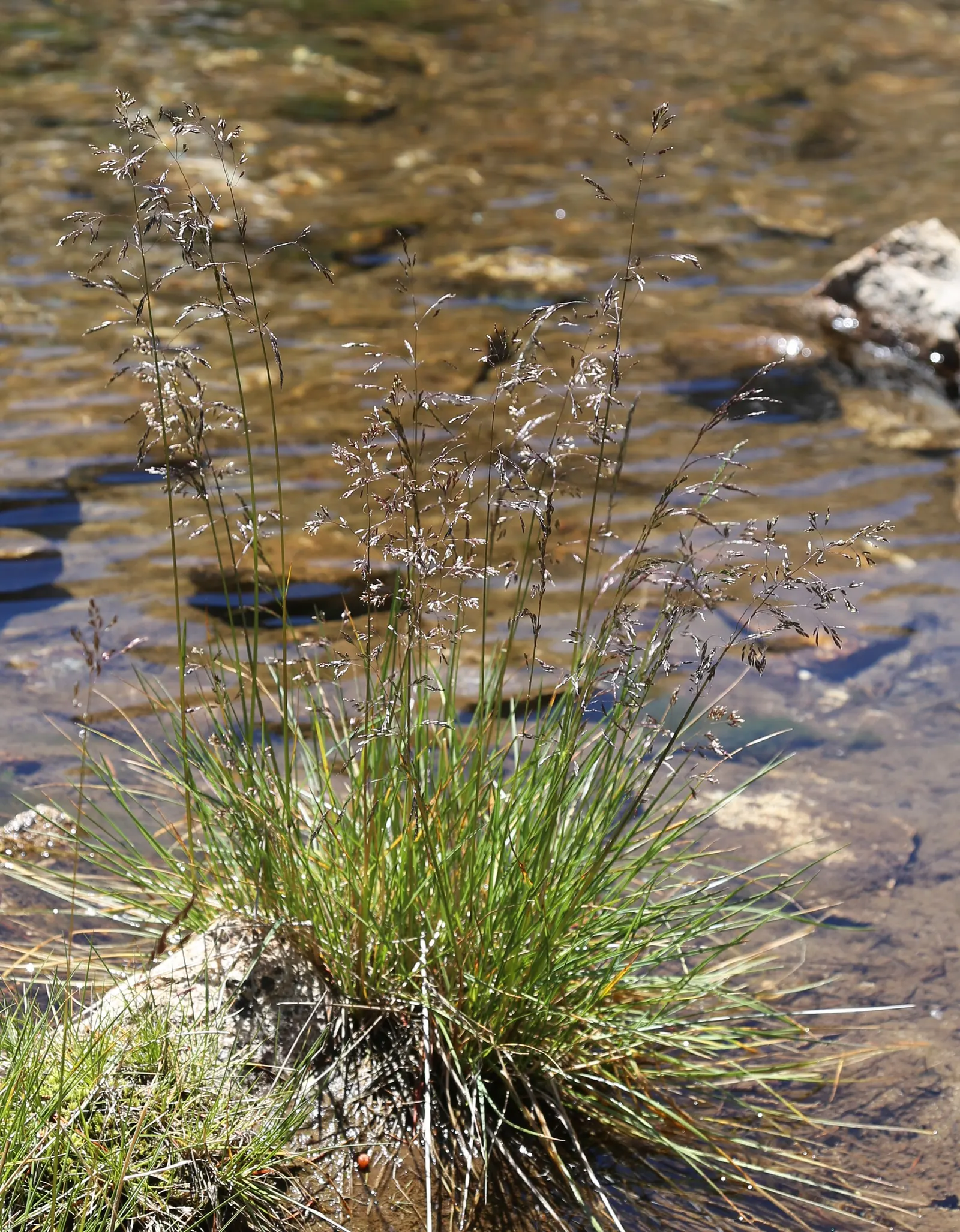 Ruby Grass (Melinis Nerviglumis) — as its seeds provide food for birds