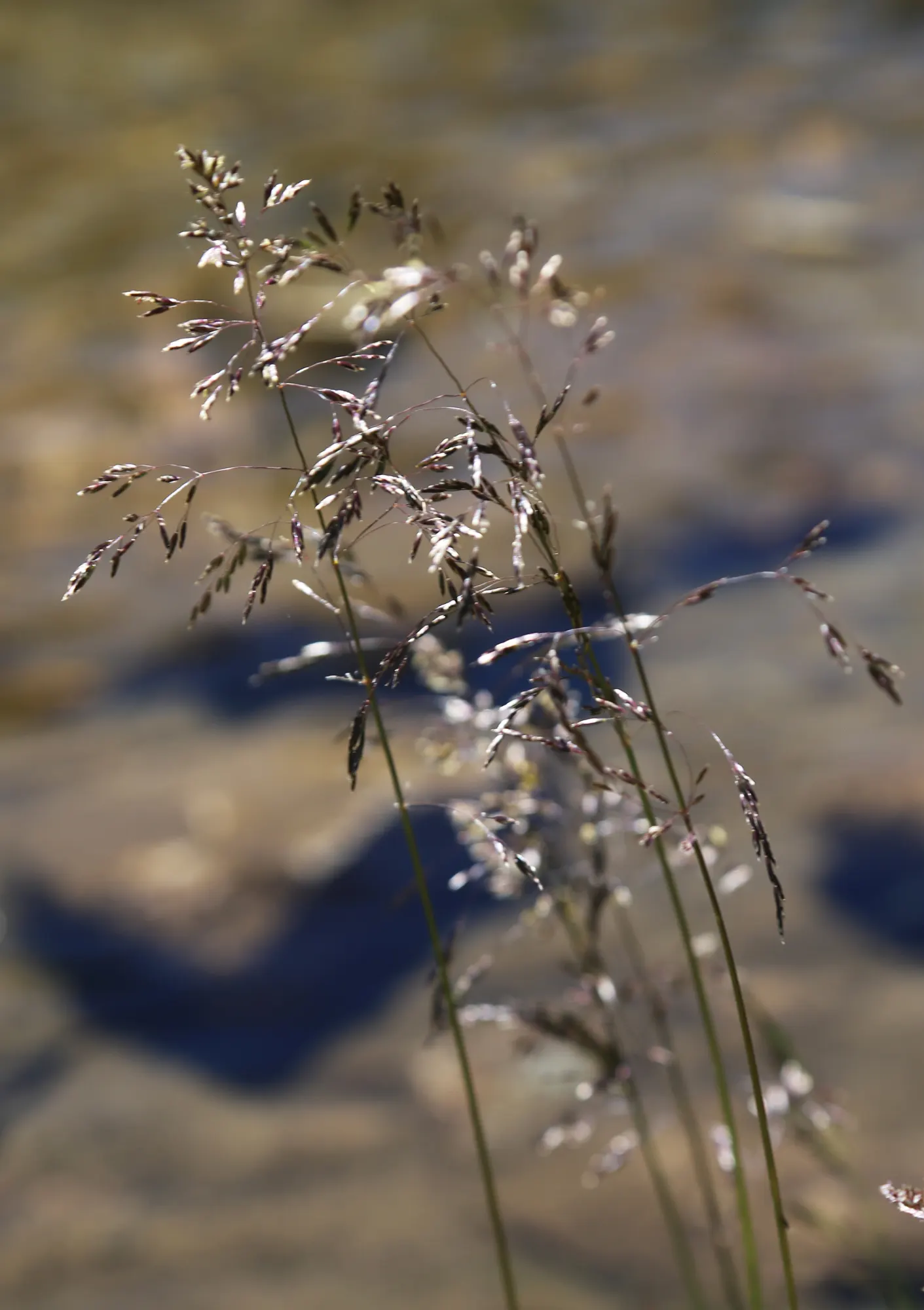 Ruby Grass (Melinis Nerviglumis) — reaching a height of 18-24 inches