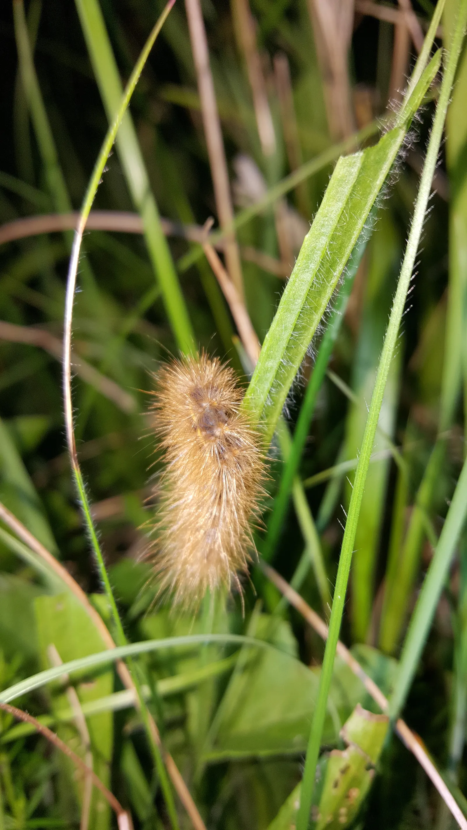 Ruby Grass (Melinis Nerviglumis) — pink-hued plumes atop fine