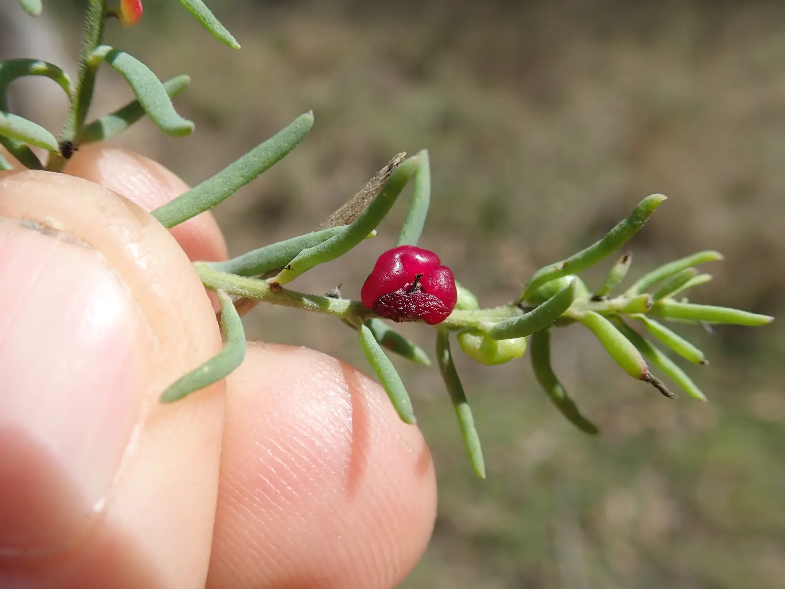 Ruby Grass (Melinis Nerviglumis) — requiring a minimum of six hours of direct sunlight each day
