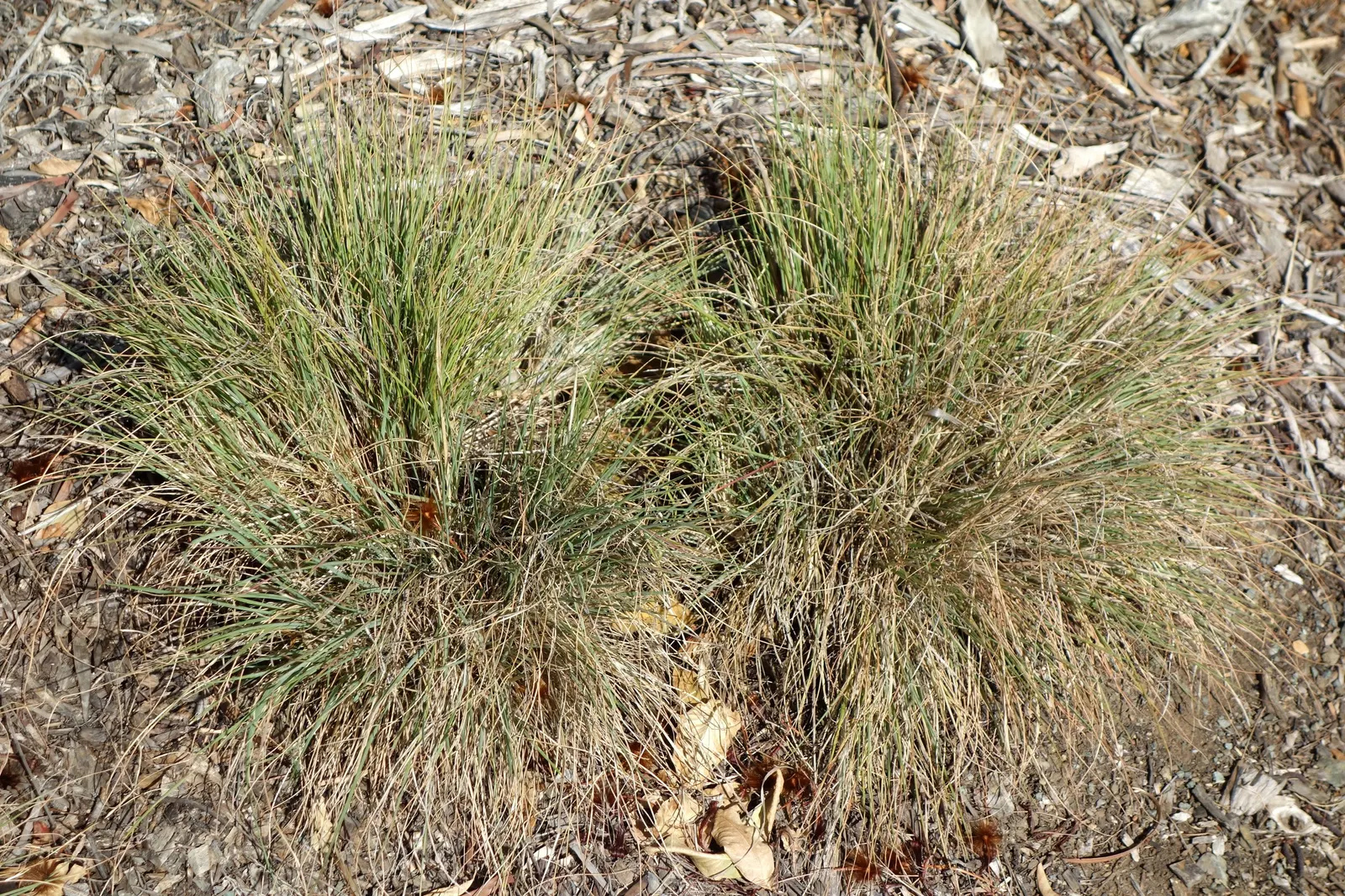 Ruby Grass (Melinis Nerviglumis) — where its contrasting color and texture can be showcased.<br><br>For clients interested in attracting wildlife