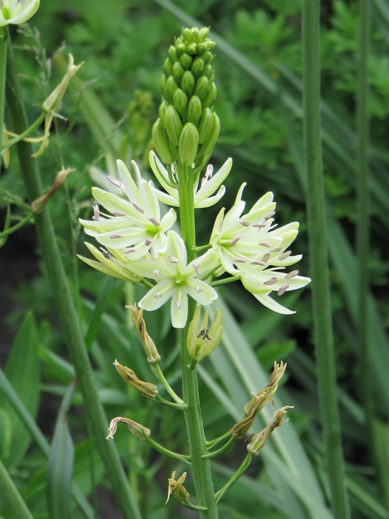 Large Camas (Camassia Leichtlinii) — Once established, it is quite low maintenance, only requiring division every few years to maintain vigor
