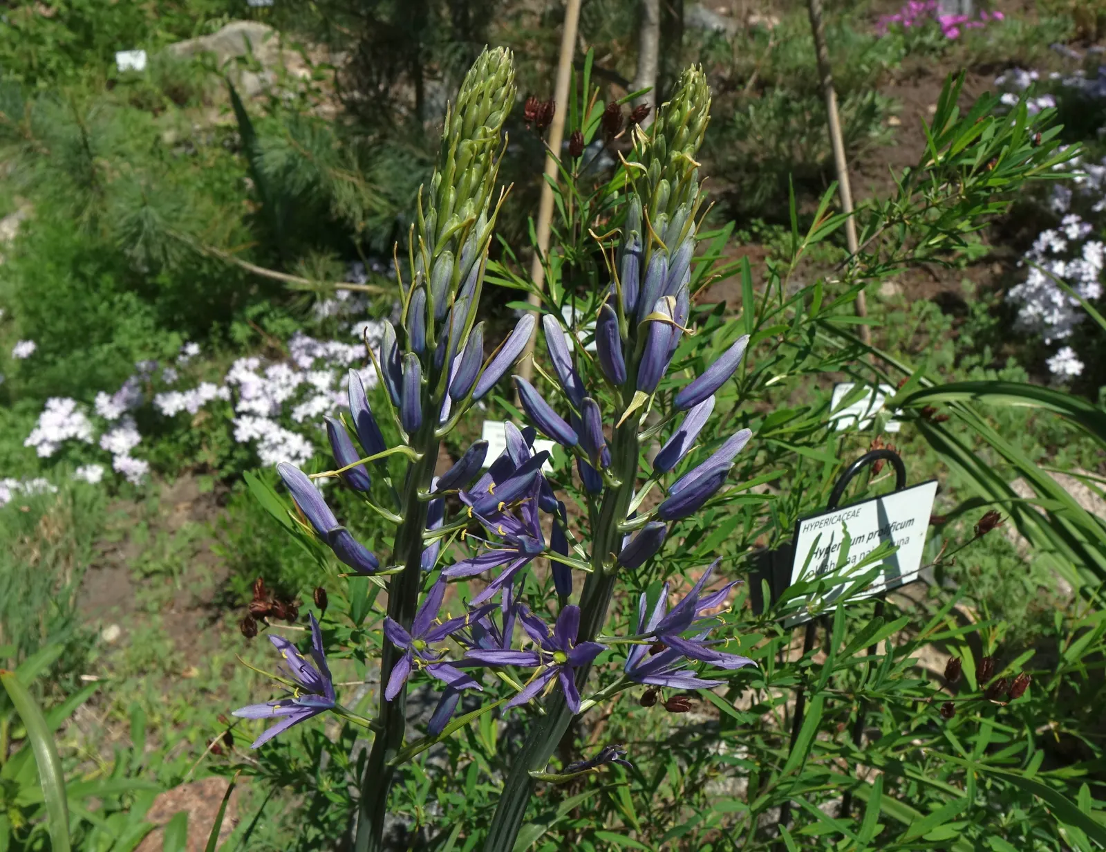 Large Camas (Camassia Leichtlinii) — blue and white flowers in the garden