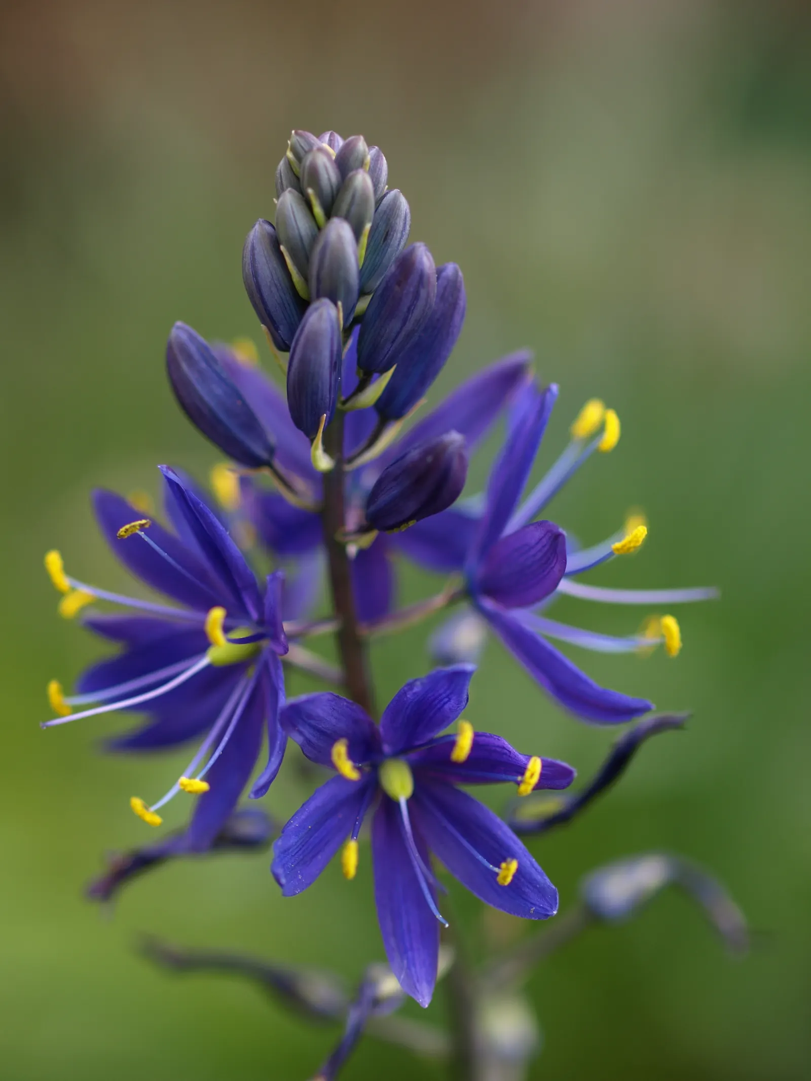Large Camas (Camassia Leichtlinii) — Camassia leichtlinii, or Large Camas, thrives in USDA zones 4-8, reaching heights of 2-3 feet
