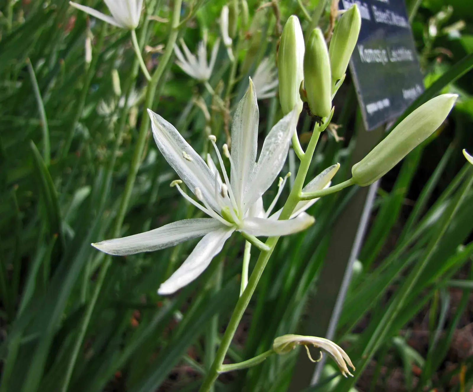 Large Camas (Camassia Leichtlinii) — and meadows.<br><br>Reaching heights of 24 to 30 inches