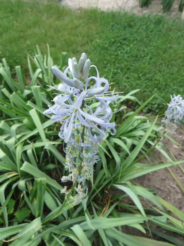 Large Camas (Camassia Leichtlinii) — Large Camas thrives in USDA Hardiness Zones 4 through 8, image 29