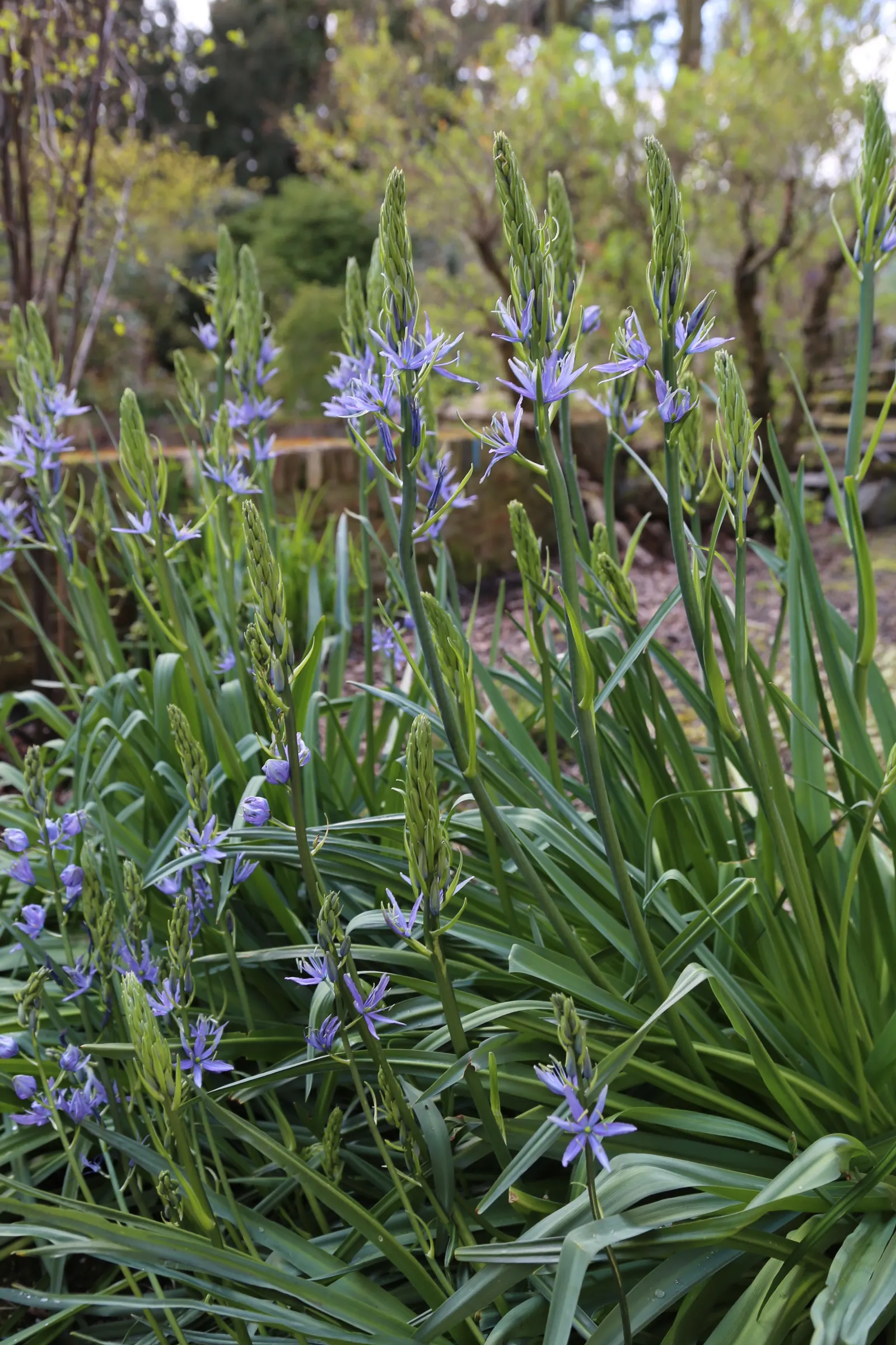 Large Camas (Camassia Leichtlinii) — Bulbs should be planted 4-6 inches deep and 4-8 inches apart; blooms are typically a deep blue or sometimes creamy white