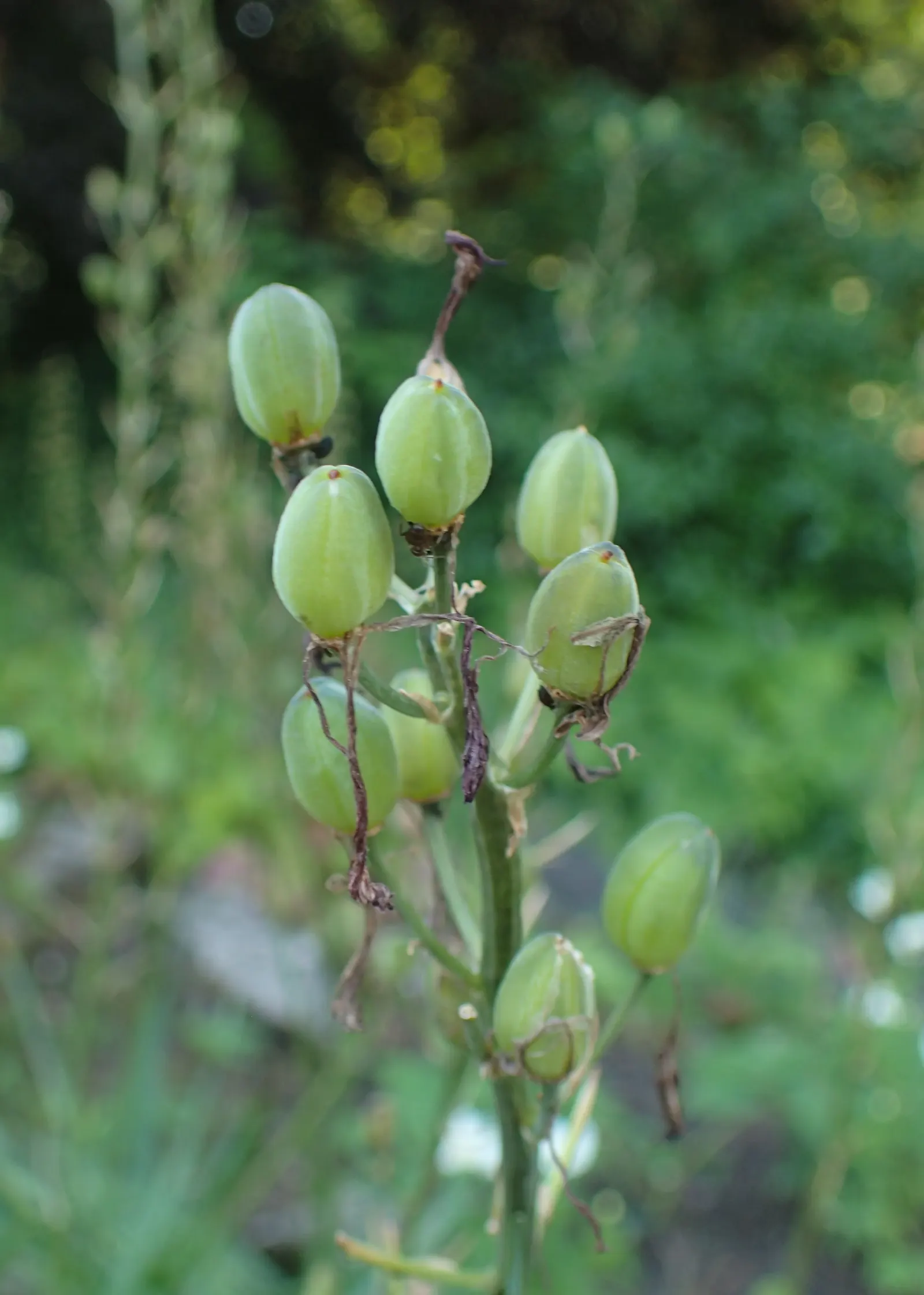 Large Camas (Camassia Leichtlinii) — bulb for full or half; once established, it is quite low maintenance, only requiring division every few years to maintain