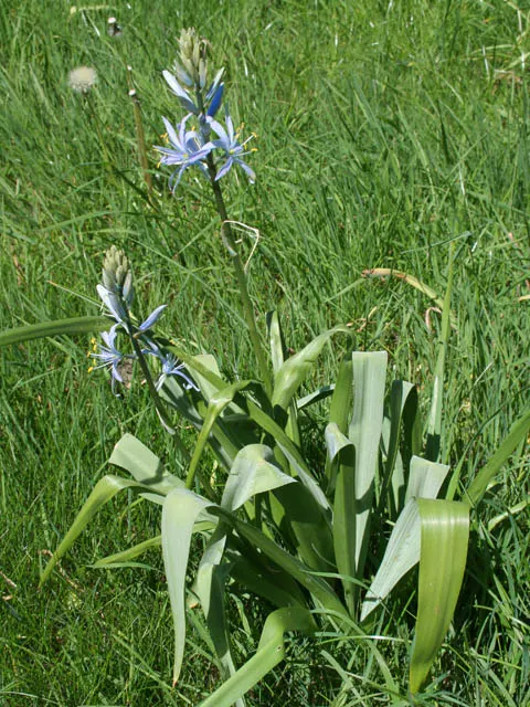 Large Camas (Camassia Leichtlinii) — Blooms are typically a deep blue or sometimes creamy white, approximately 1.5 to 2 inches across