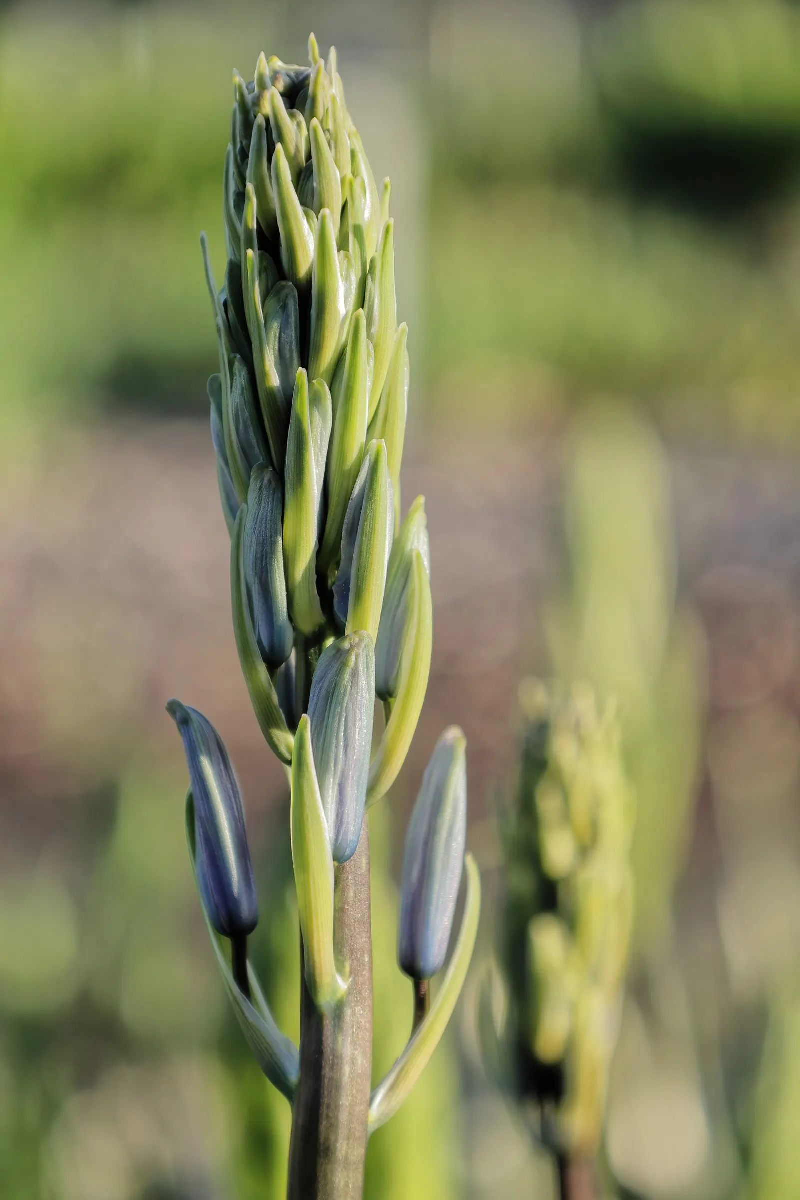 Large Camas (Camassia Leichtlinii) — is a robust and captivating perennial bulb known for its striking vertical accents and vivid blossoms