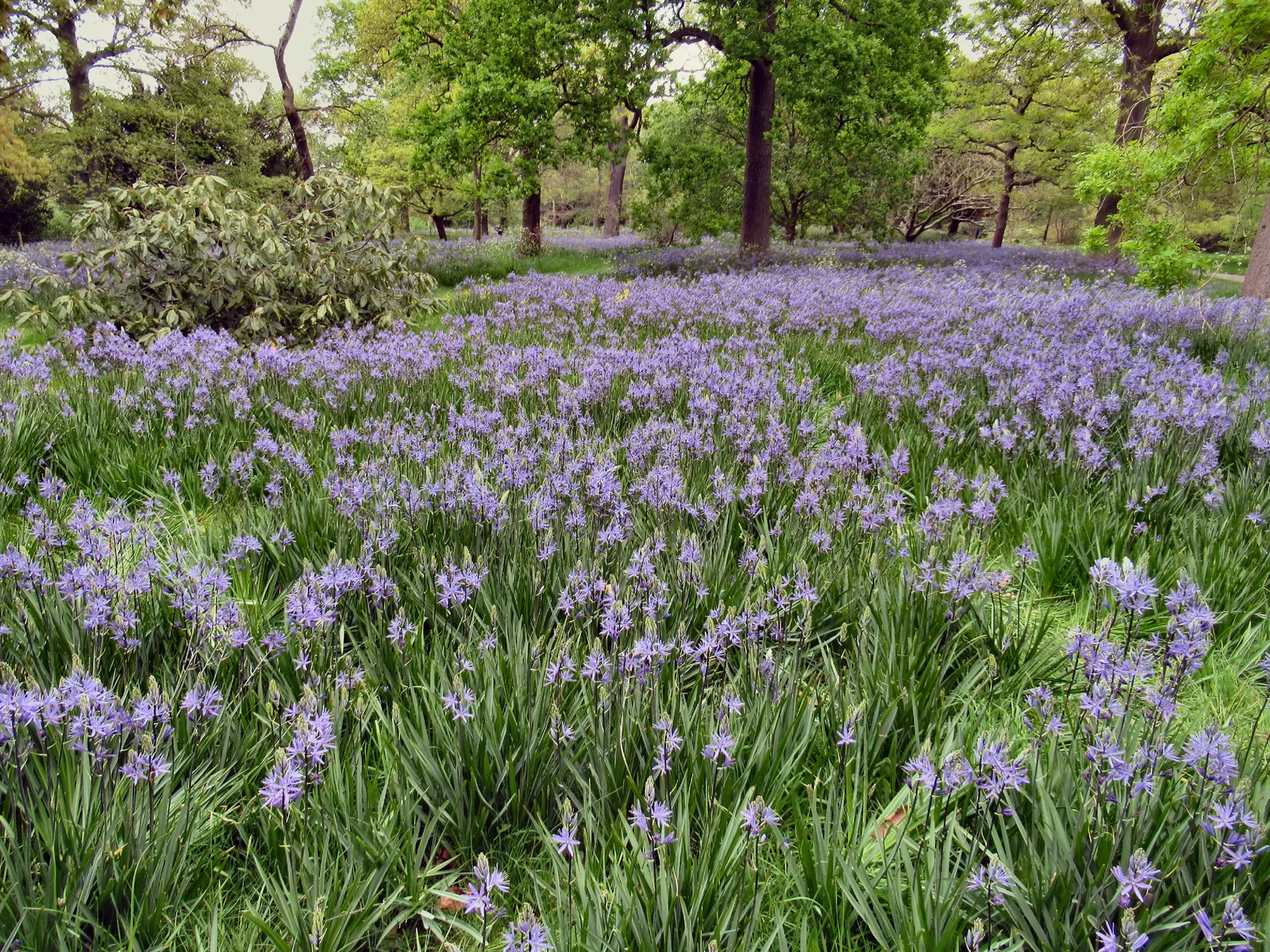 Large Camas (Camassia Leichtlinii) — This perennial boasts tall spires of starry blue flowers in late spring, adding vertical interest to gardens