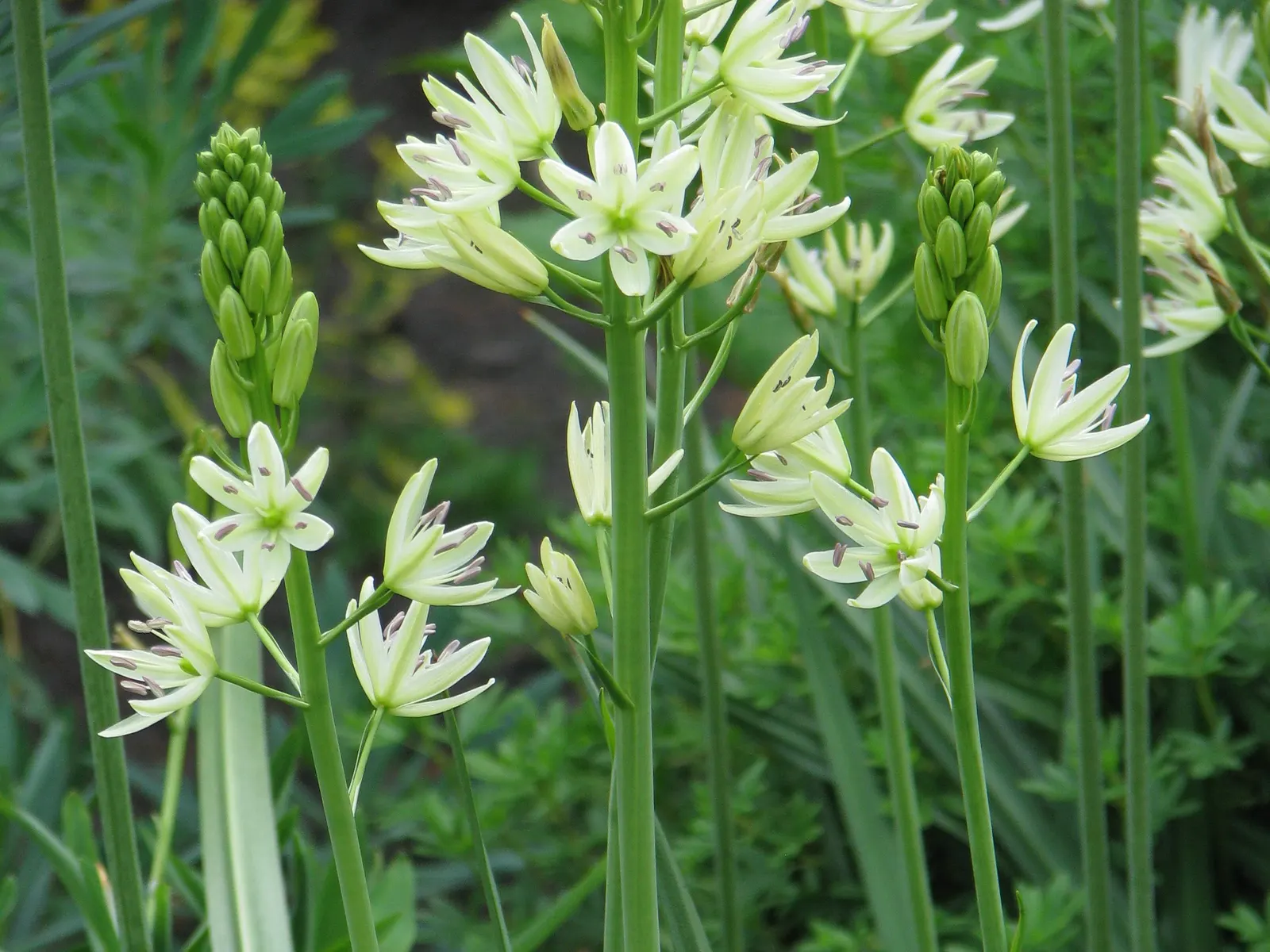 Large Camas (Camassia Leichtlinii) — bulb for full or half
