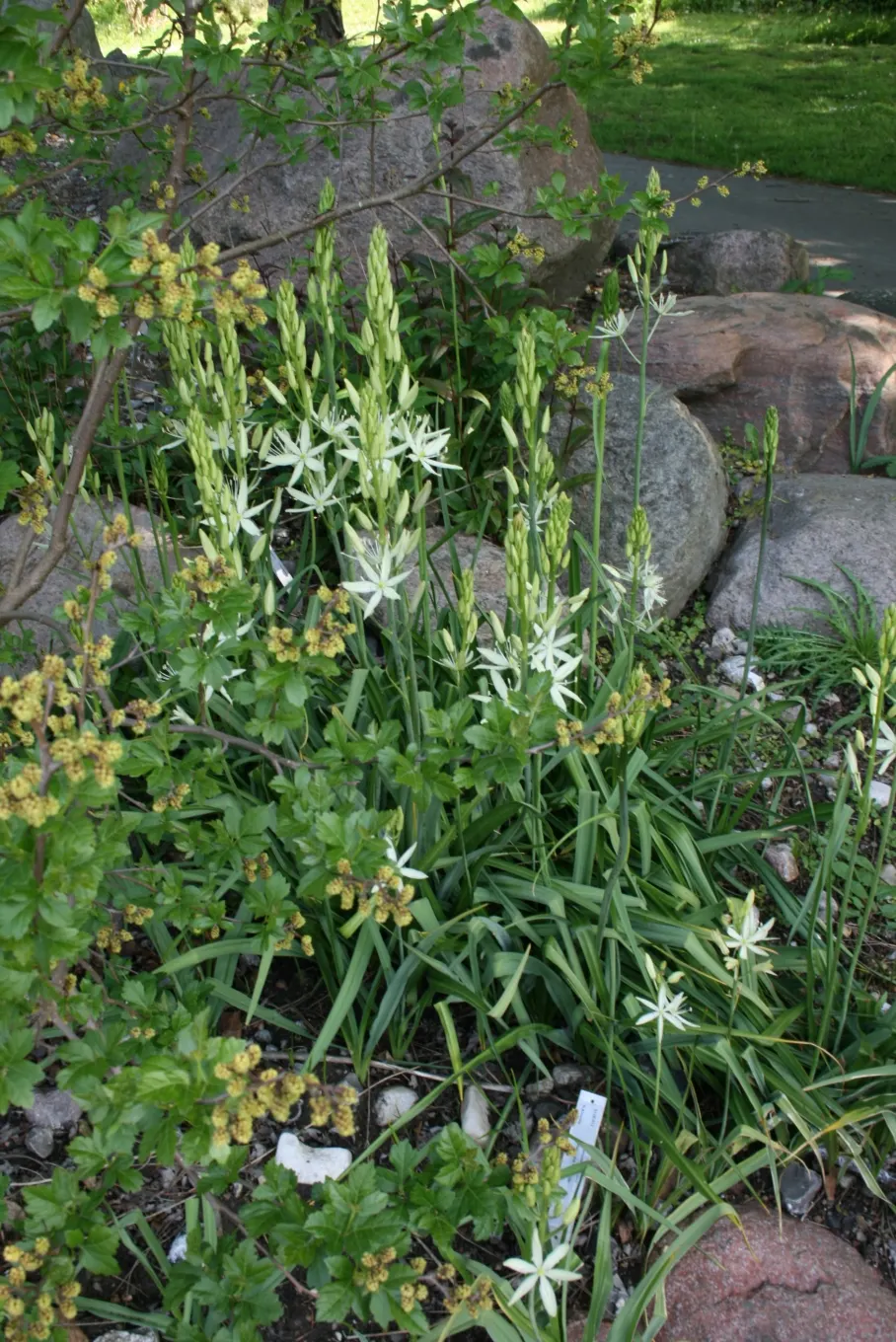 Large Camas (Camassia Leichtlinii) — This perennial boasts tall spires of starry blue flowers in late spring, adding vertical interest to gardens; displaying