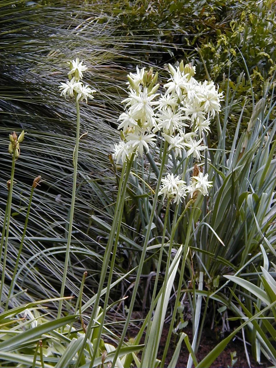 Large Camas (Camassia Leichtlinii) — this plant is highly valued in landscape designs for its ability to add height and color to perennial borders, image 27
