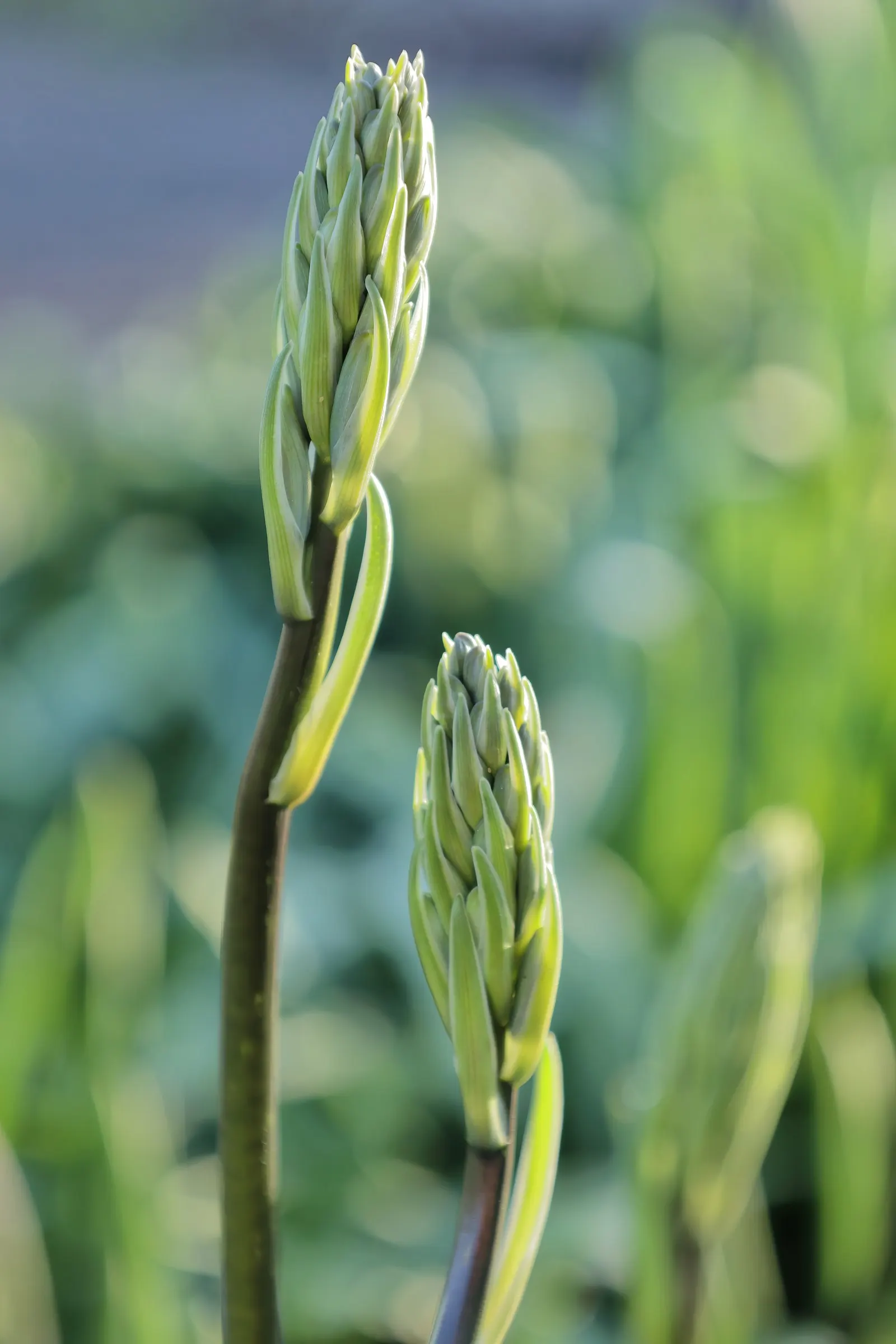 Large Camas (Camassia Leichtlinii) — Preferring full sun to partial shade, it excels in moist, well-drained soils