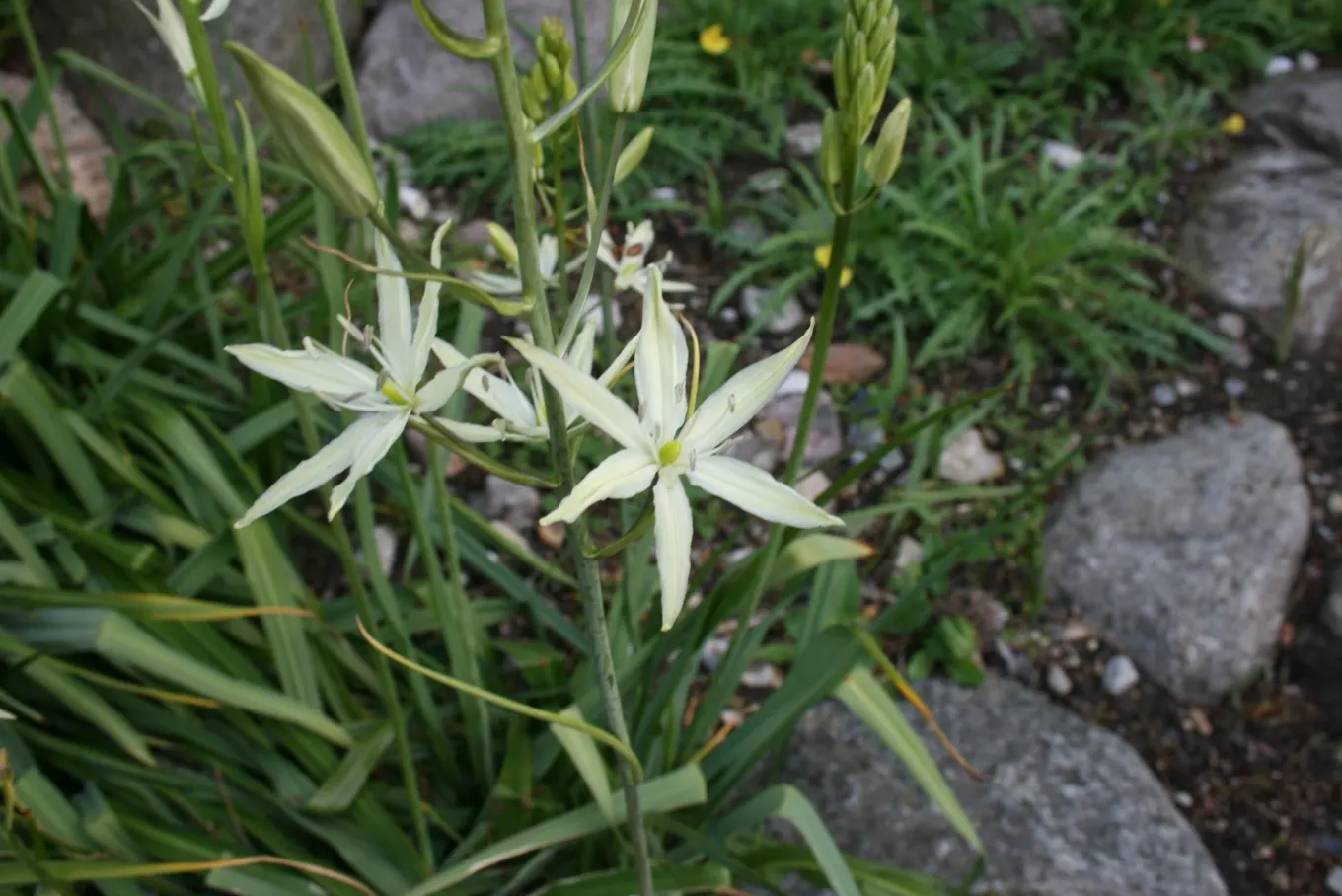 Large Camas (Camassia Leichtlinii) — Its striking blooms make for captivating backdrops in borders and are ideal for naturalizing meadows; is a robust and