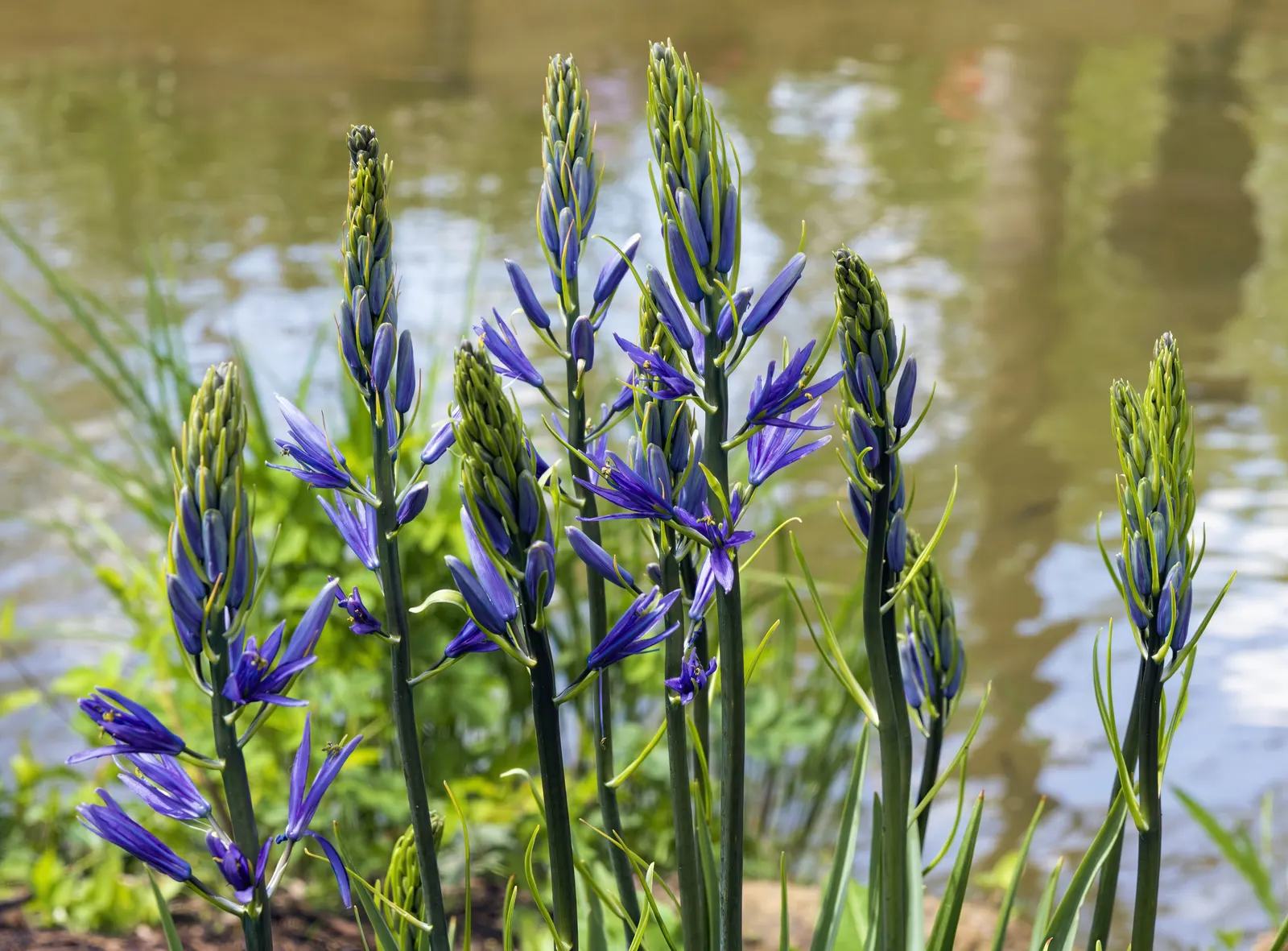 Large Camas (Camassia Leichtlinii) — This plant prefers full sun to light shade and requires moderately fertile