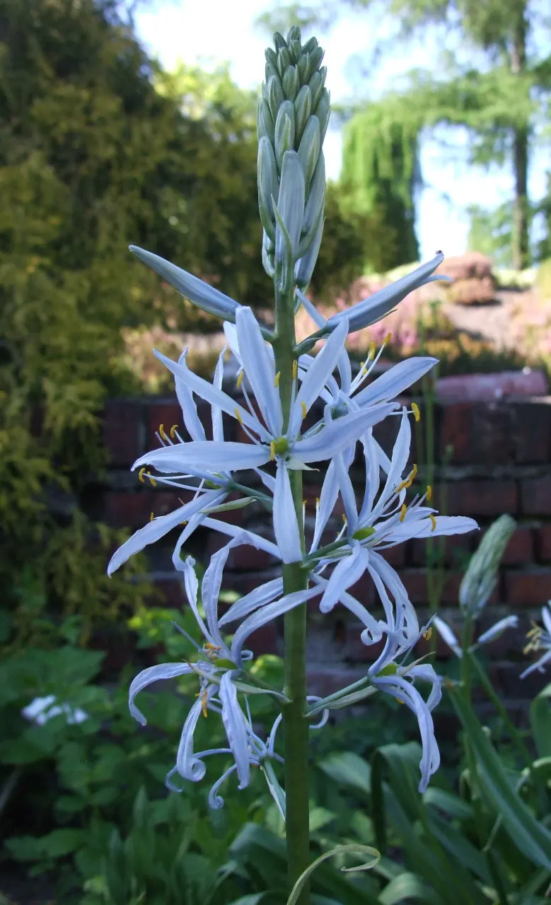 Large Camas (Camassia Leichtlinii) — well-drained soil with consistent moisture