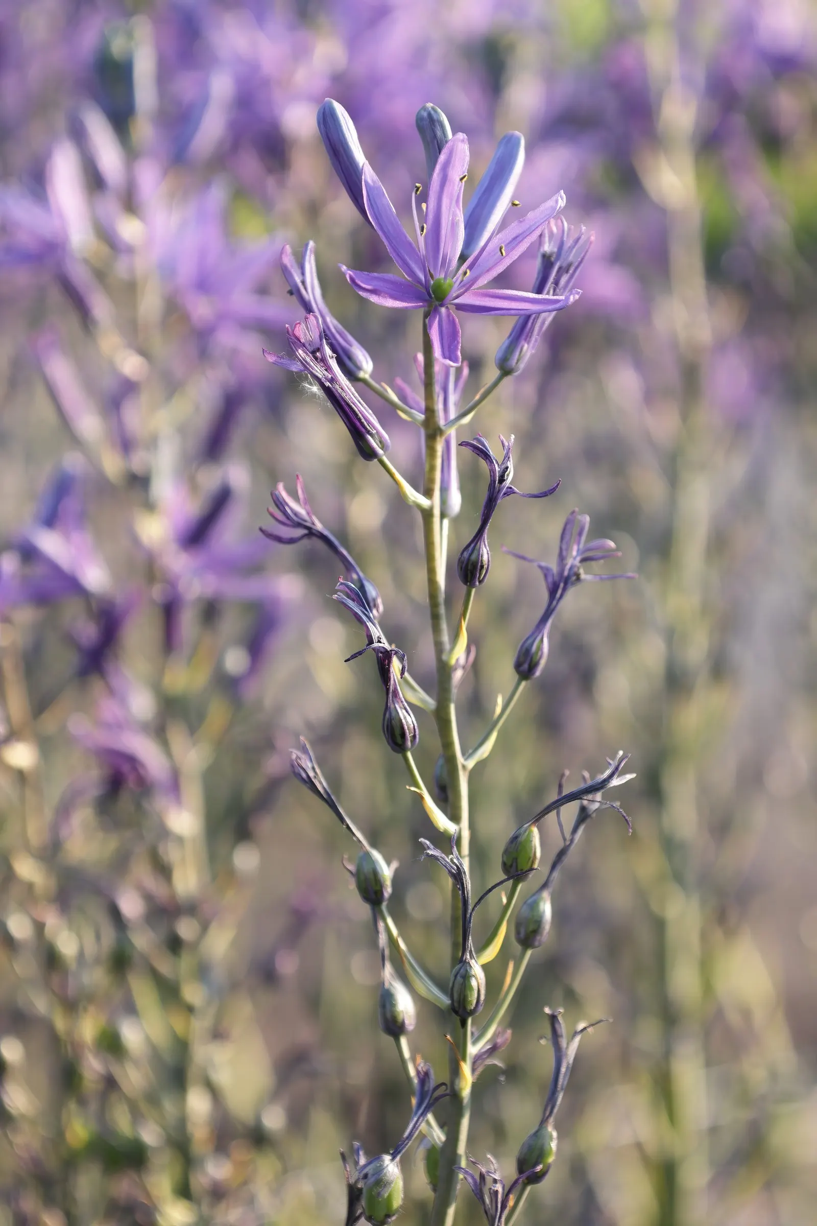 Large Camas (Camassia Leichtlinii) — displaying its splendor from late spring to early summer