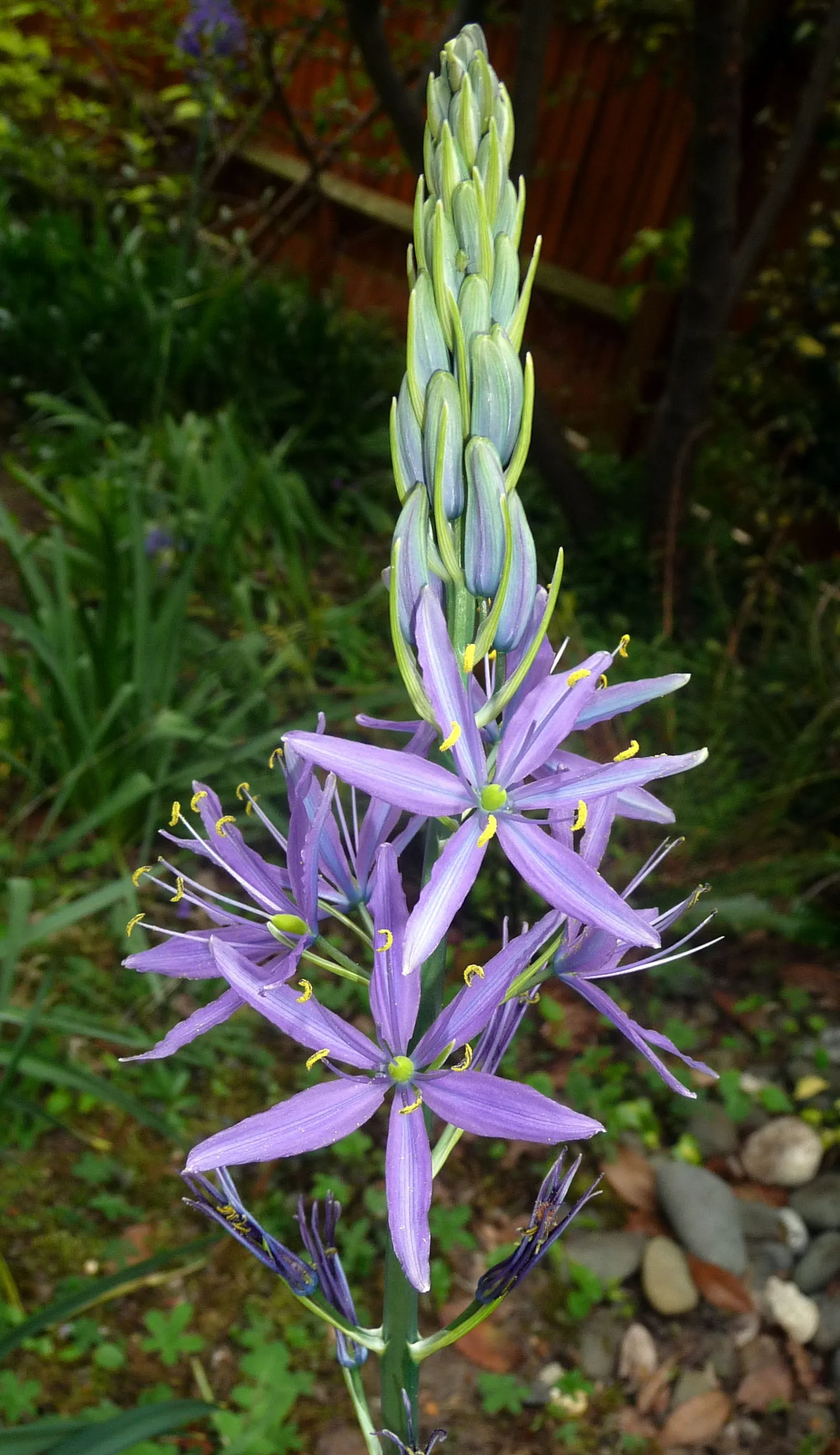 Large Camas (Camassia Leichtlinii) — this plant is highly valued in landscape designs for its ability to add height and color to perennial borders